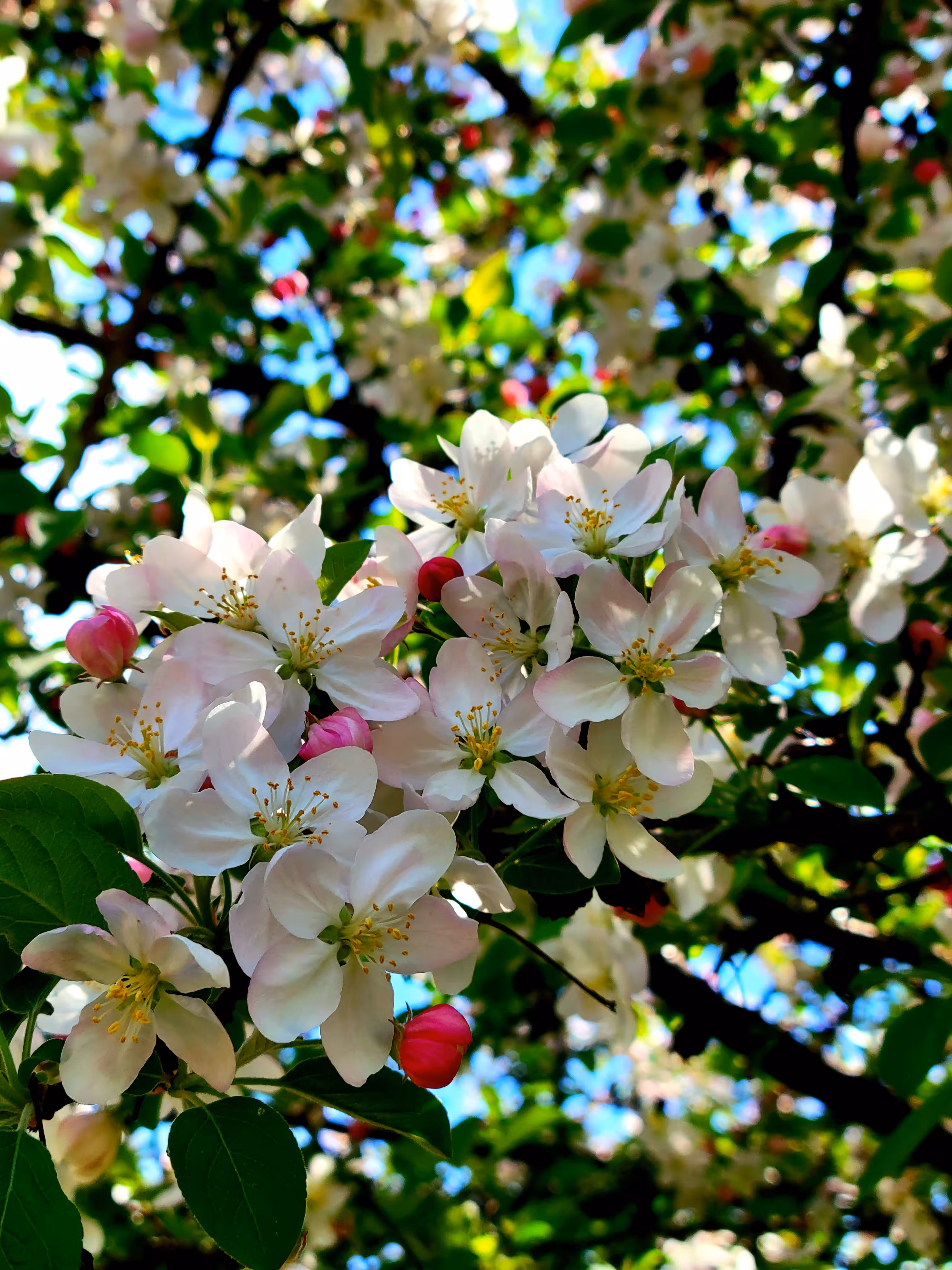 Tez Flowerz #39