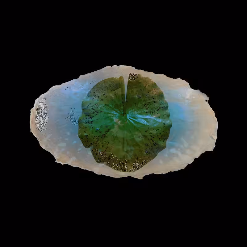 the displaced space, Sarah Schorr 2022