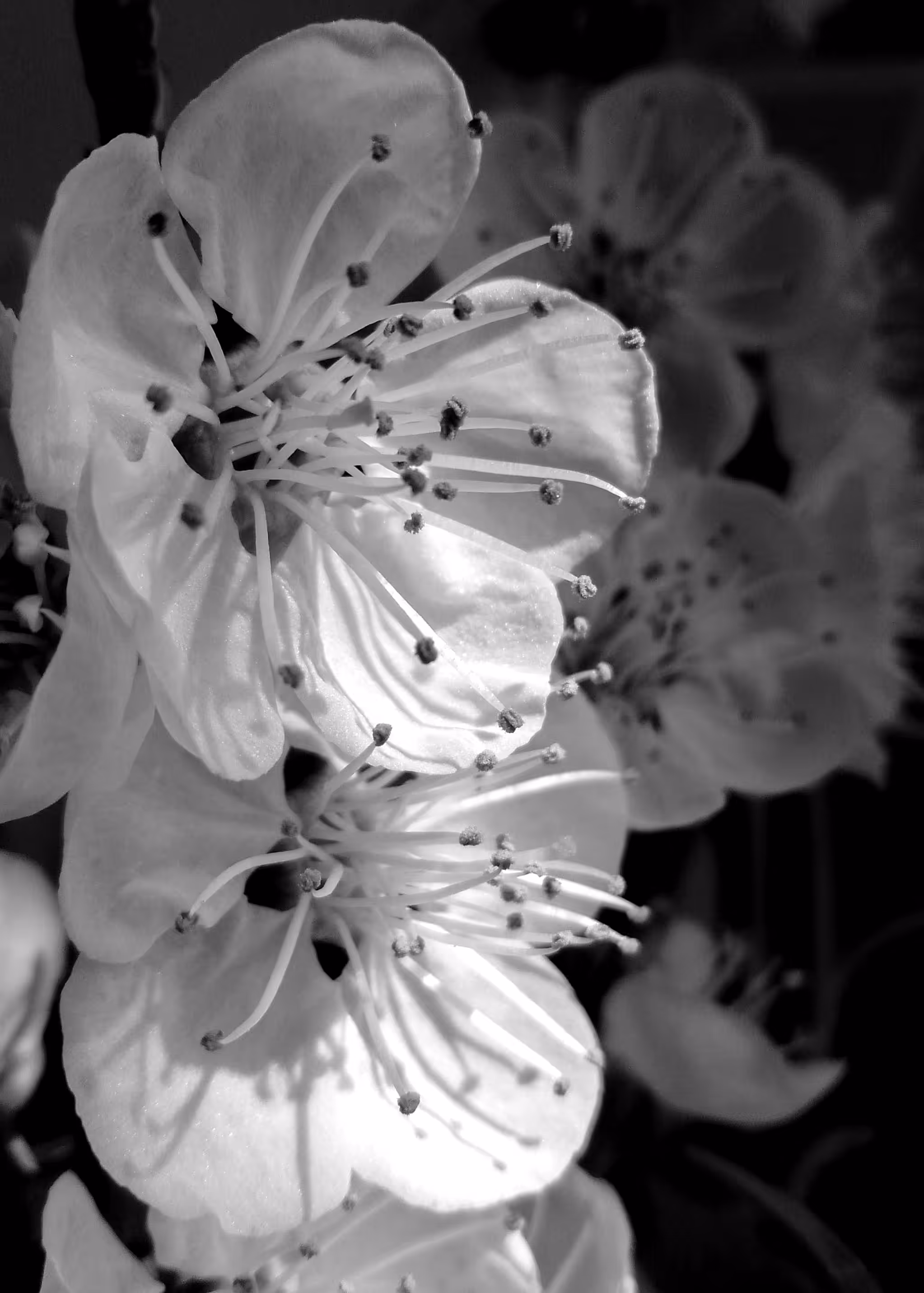 Blossoms