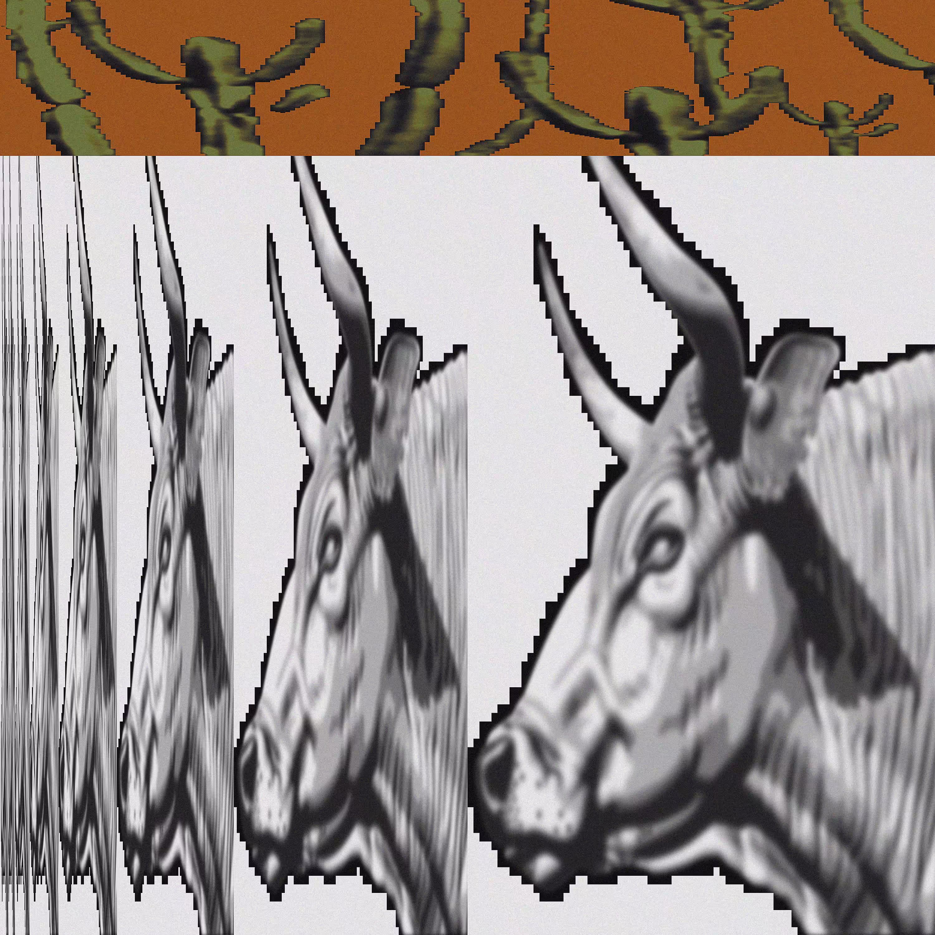 rodeo