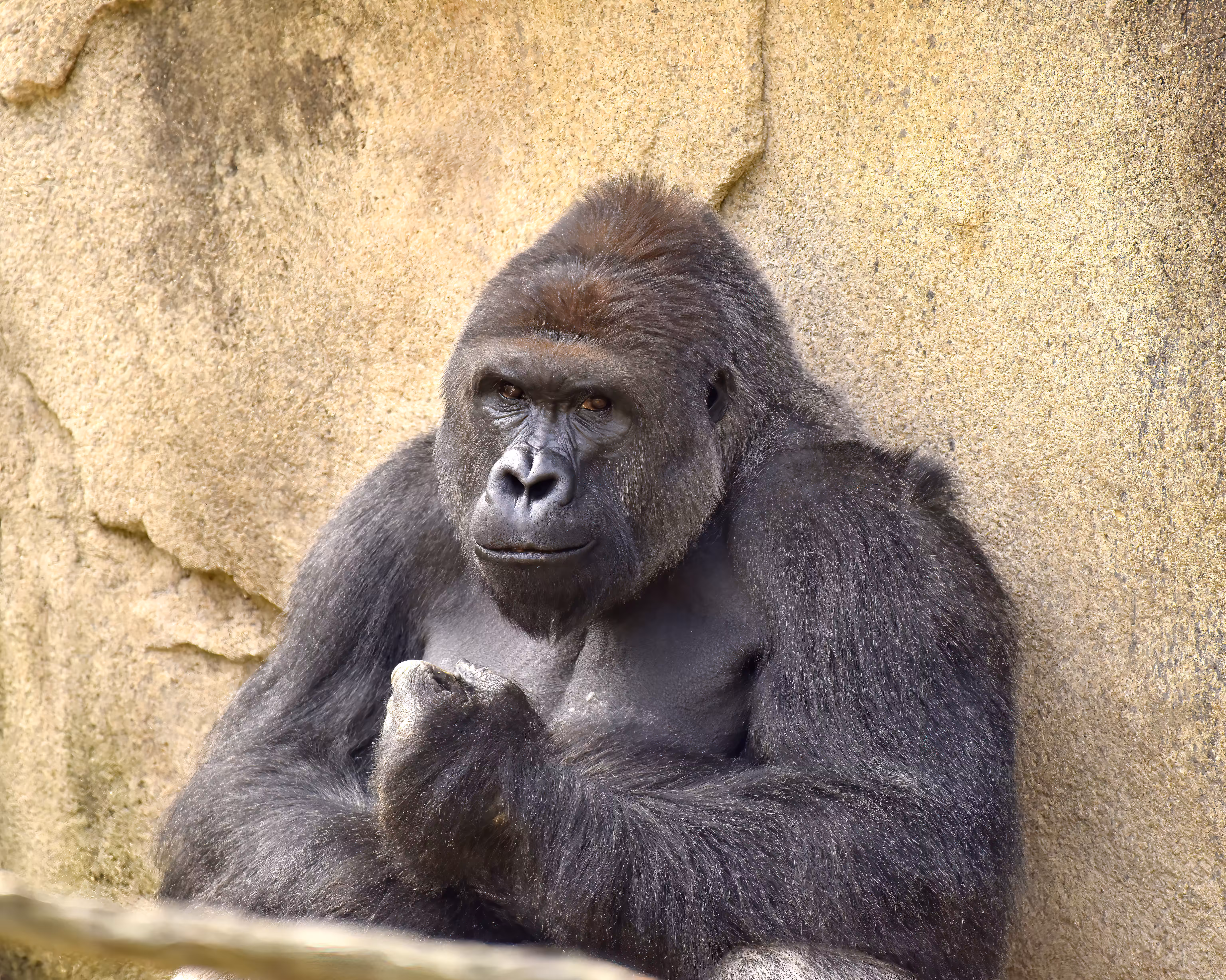 HARAMBE: LEGENDS #230