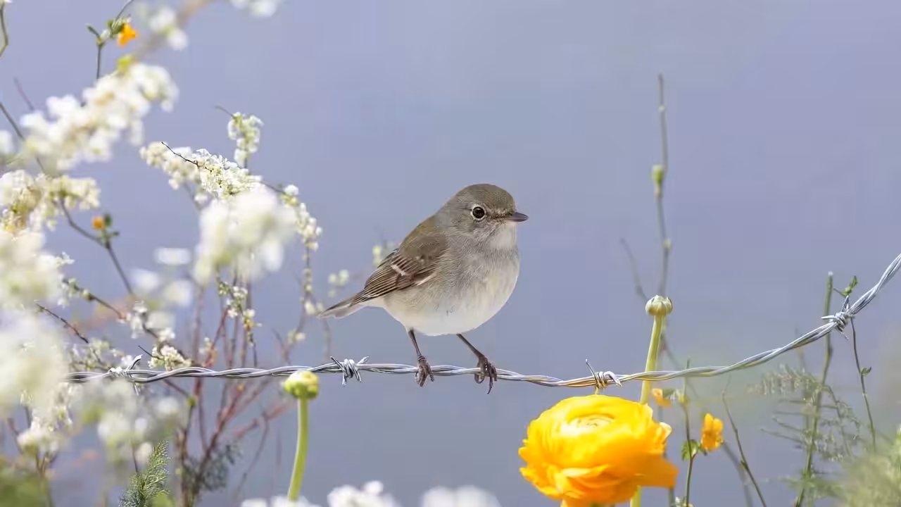Birds Observations: Dash, Where Water Meets Sun