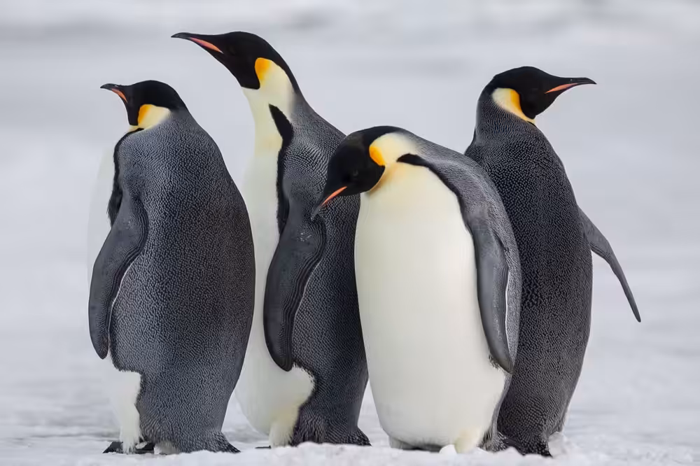 Emperors of the Ice #1