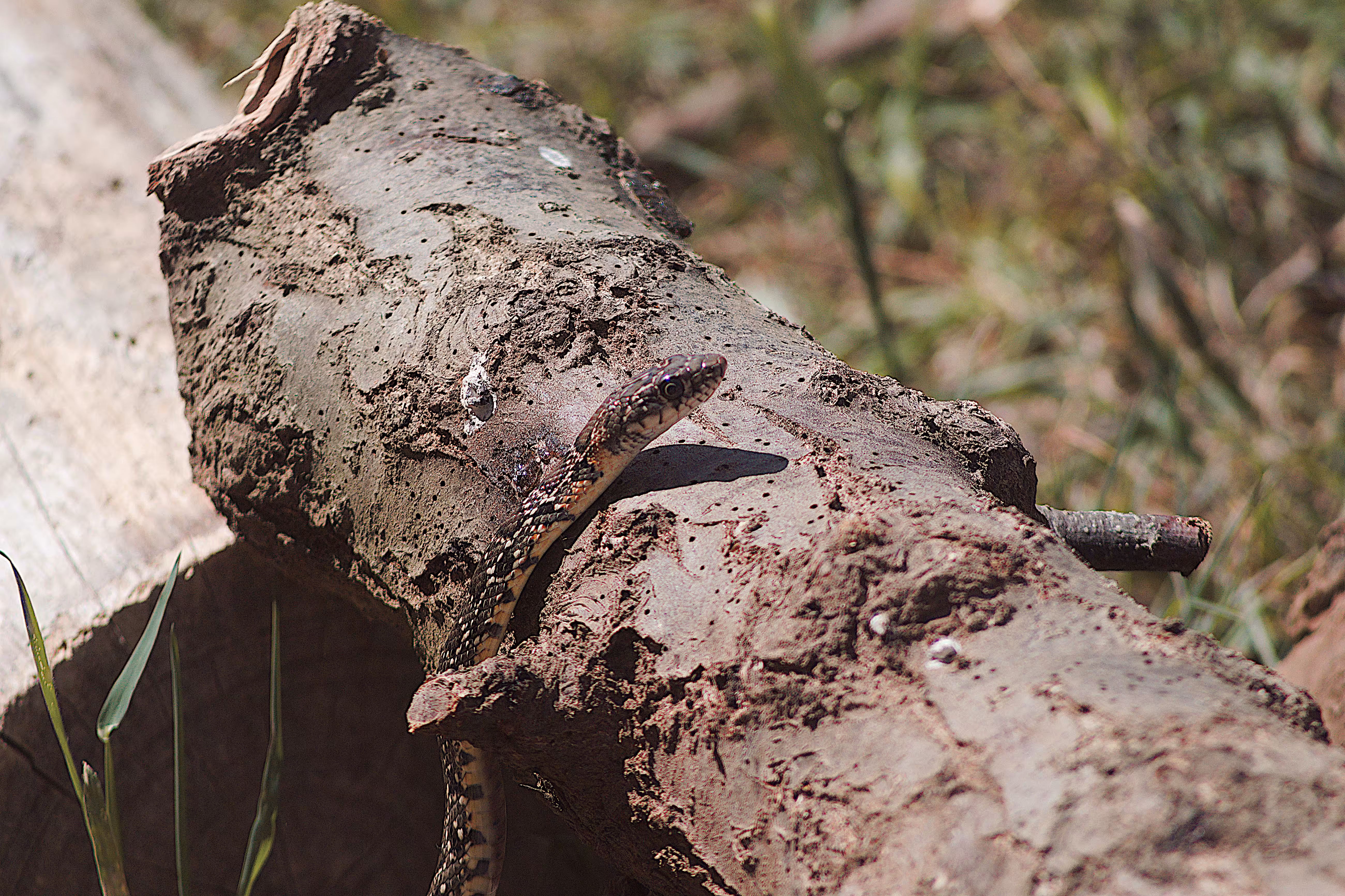 Horseshoe Whipsnake