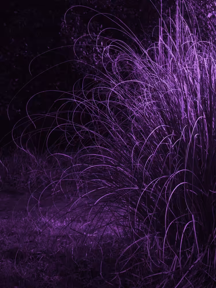 would we return to purple world?
