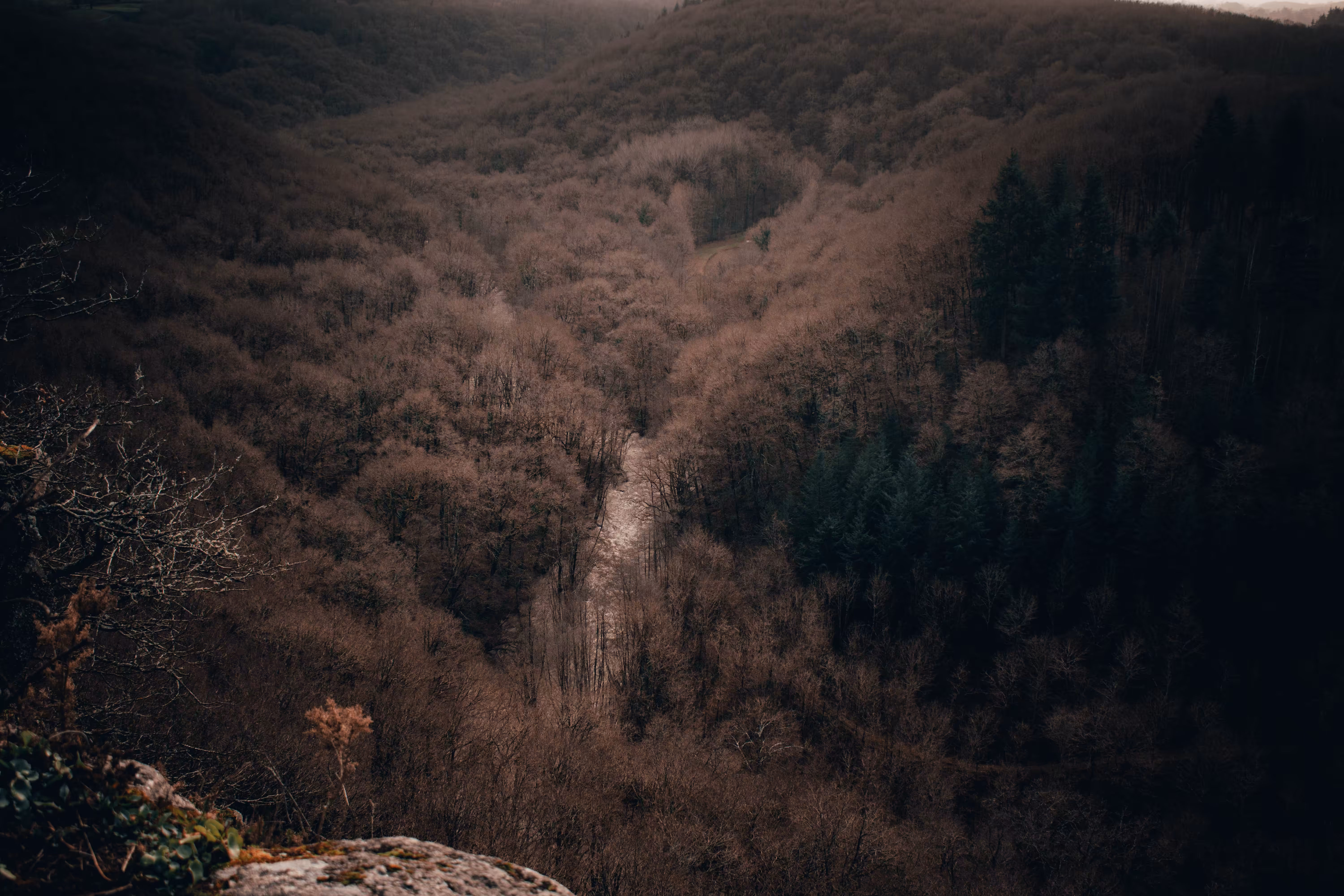 Lost in the forest