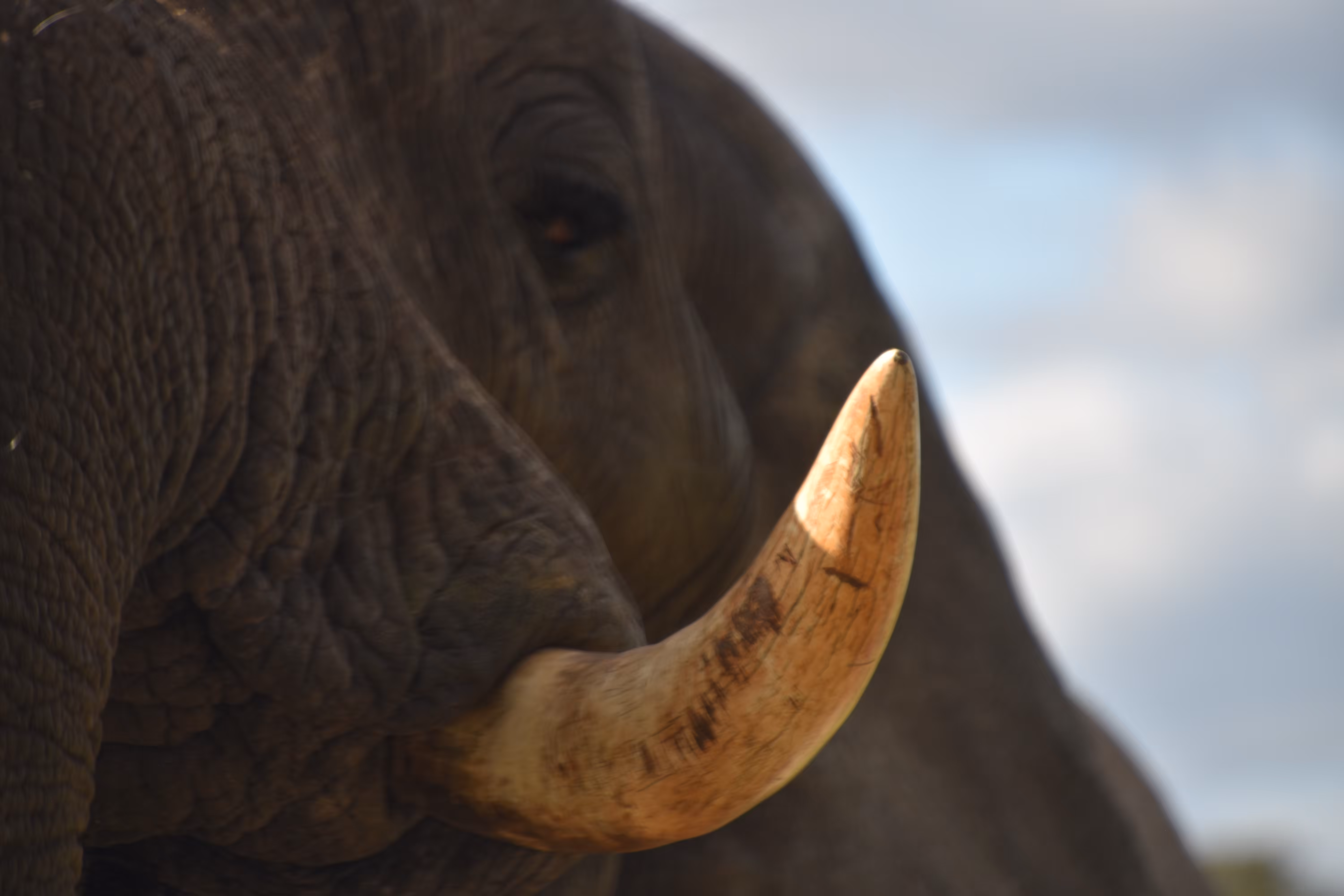 Wildlife in Africa: left tusk, the other side of the ellie