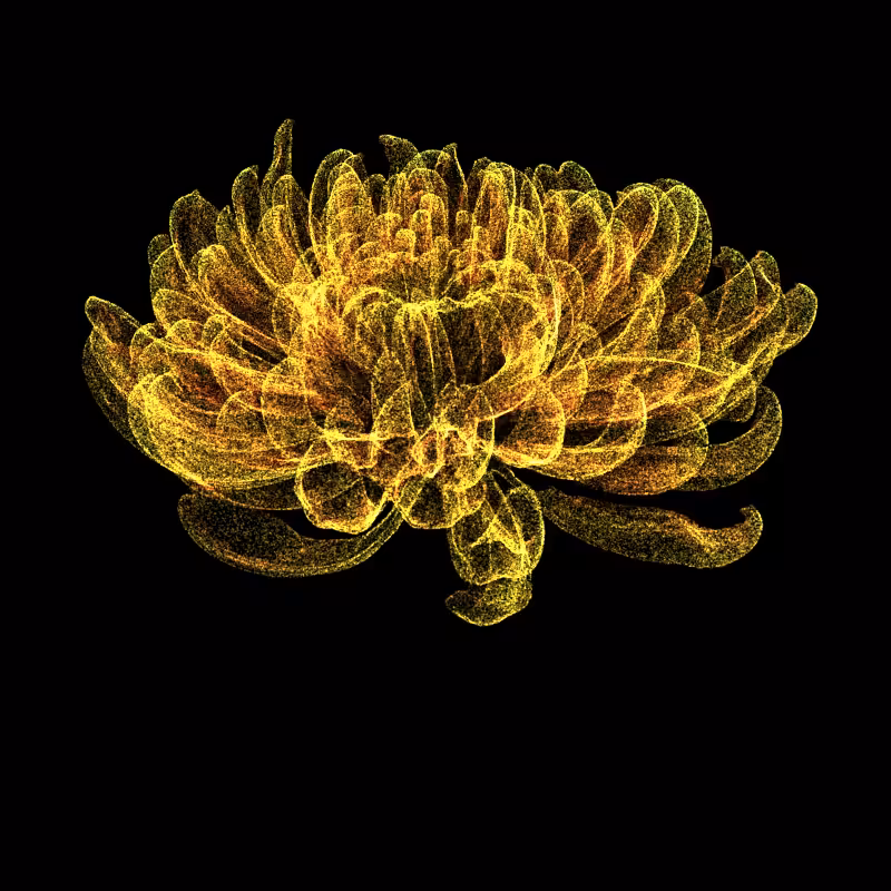 Chrysanthemum Morifolium 30 #27