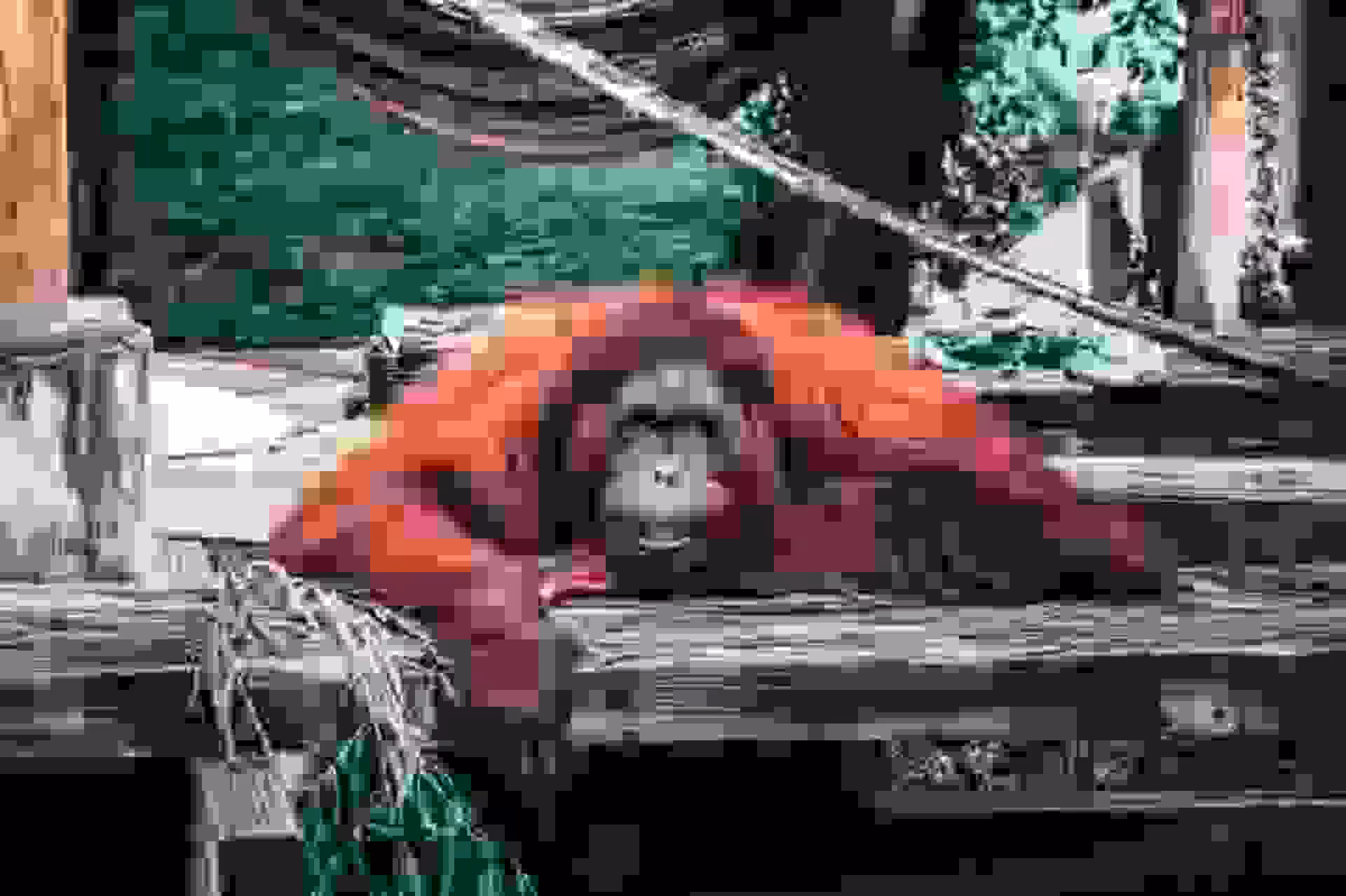 Losses.10. Orangutan