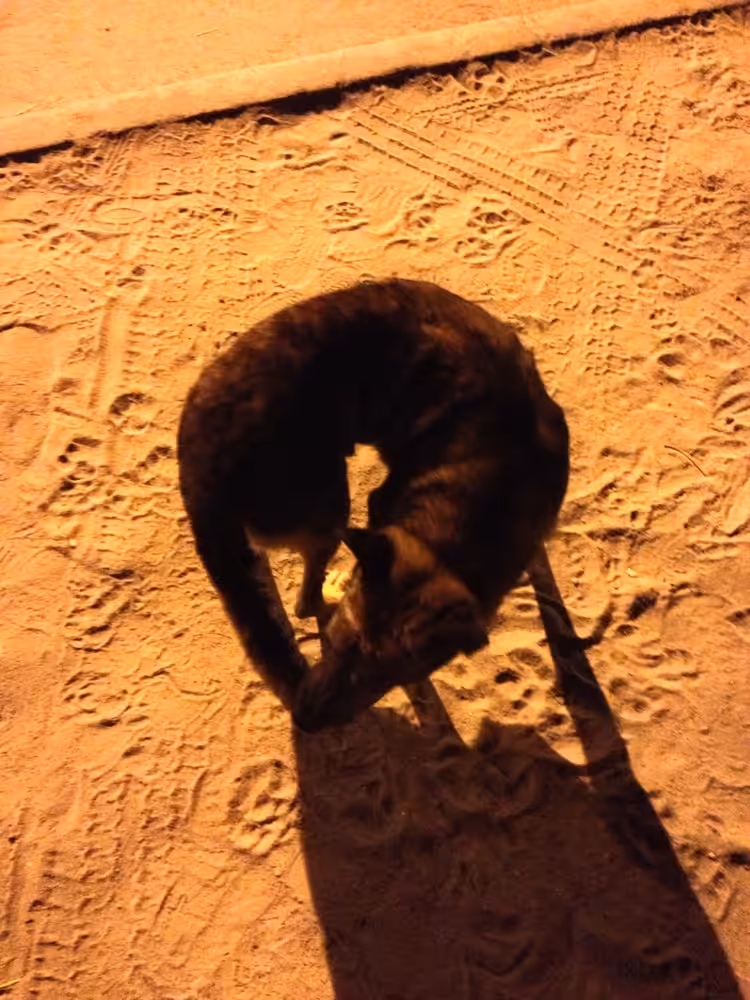 Dog 2