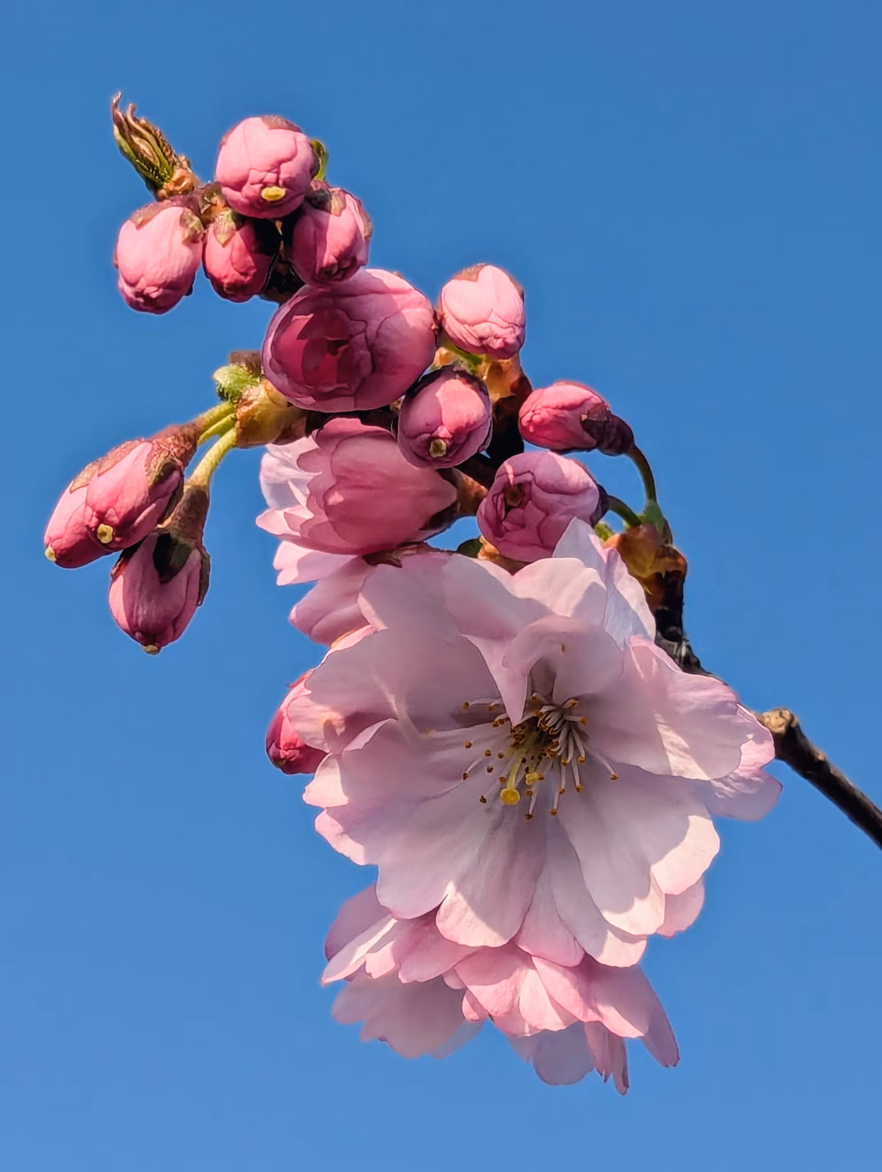 Early Blossom