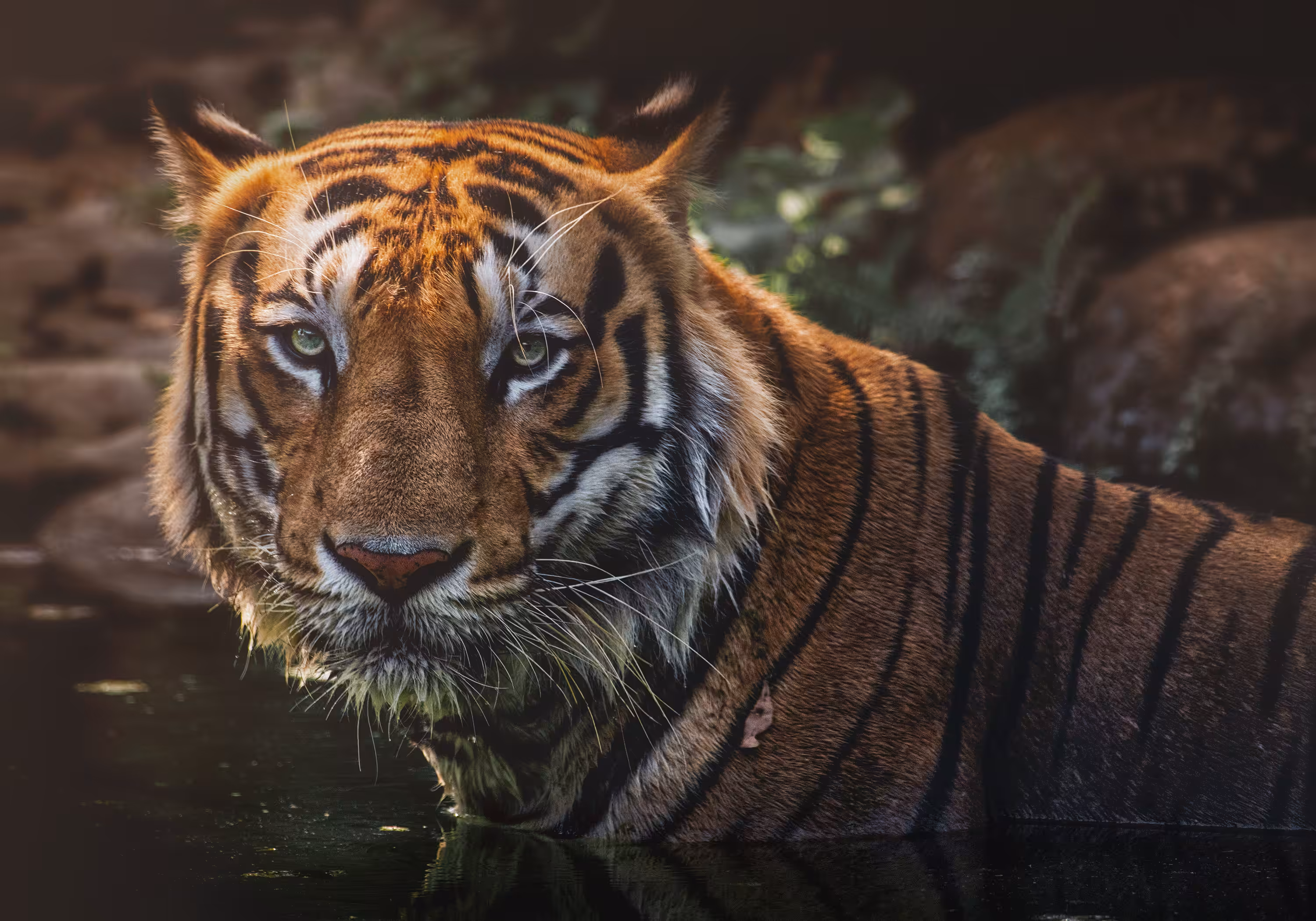 Tiger - The Endangered King