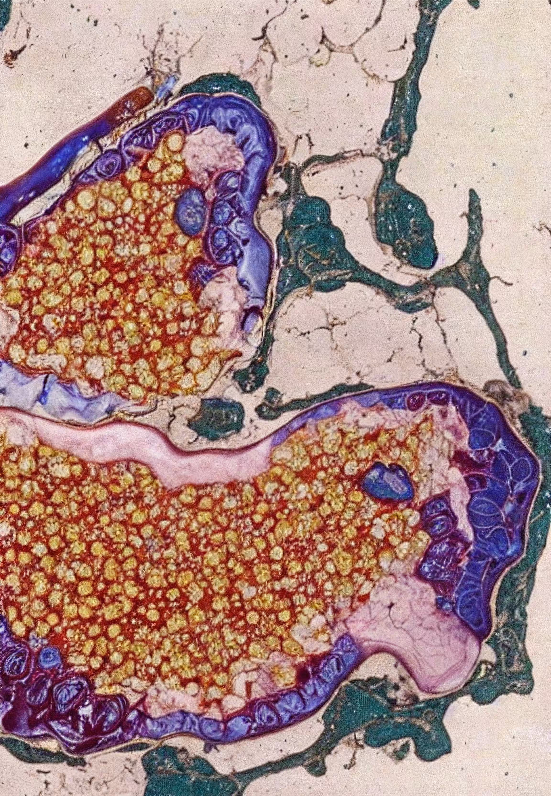 Histologia In Silico #271