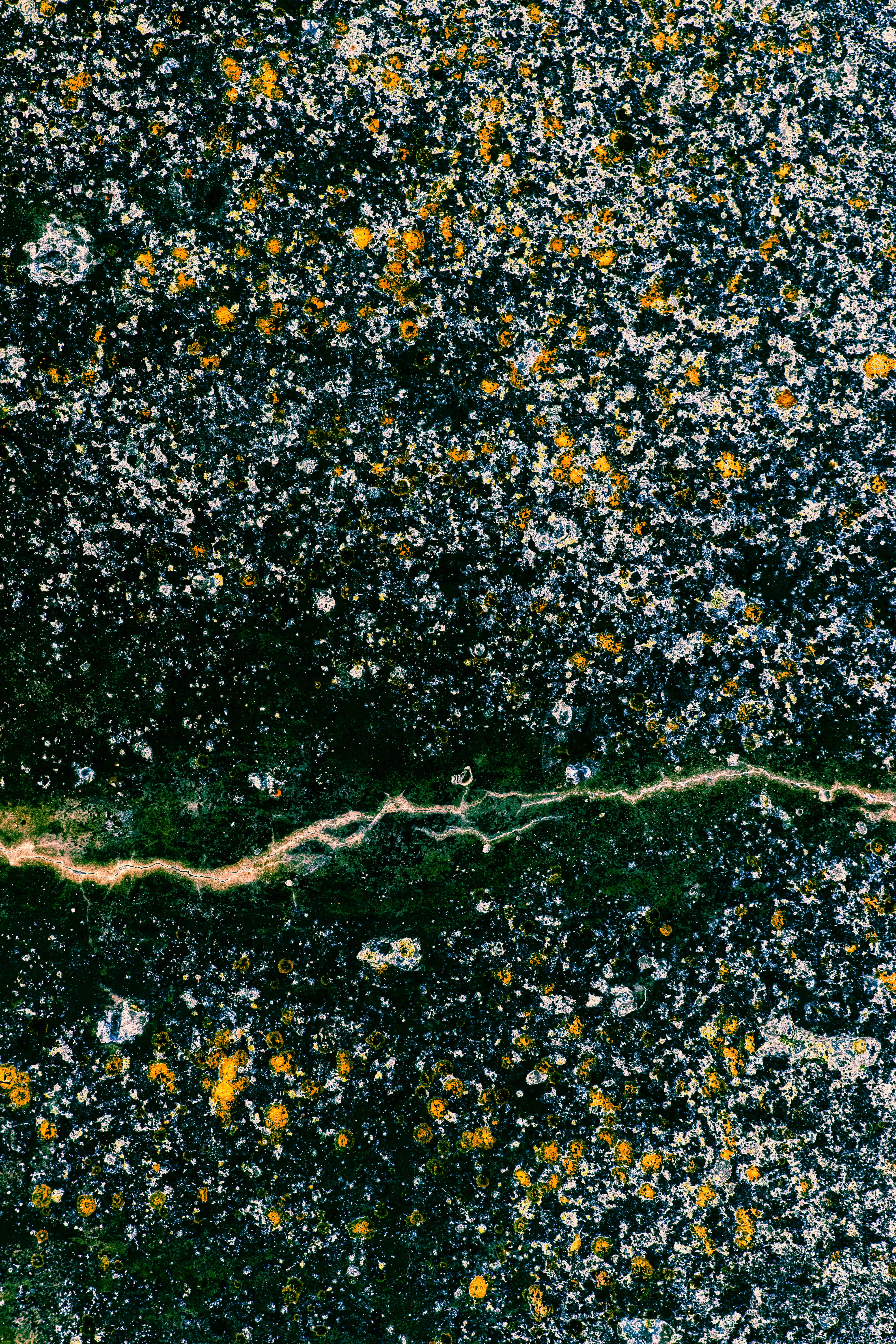 #14 Green Gold Algae