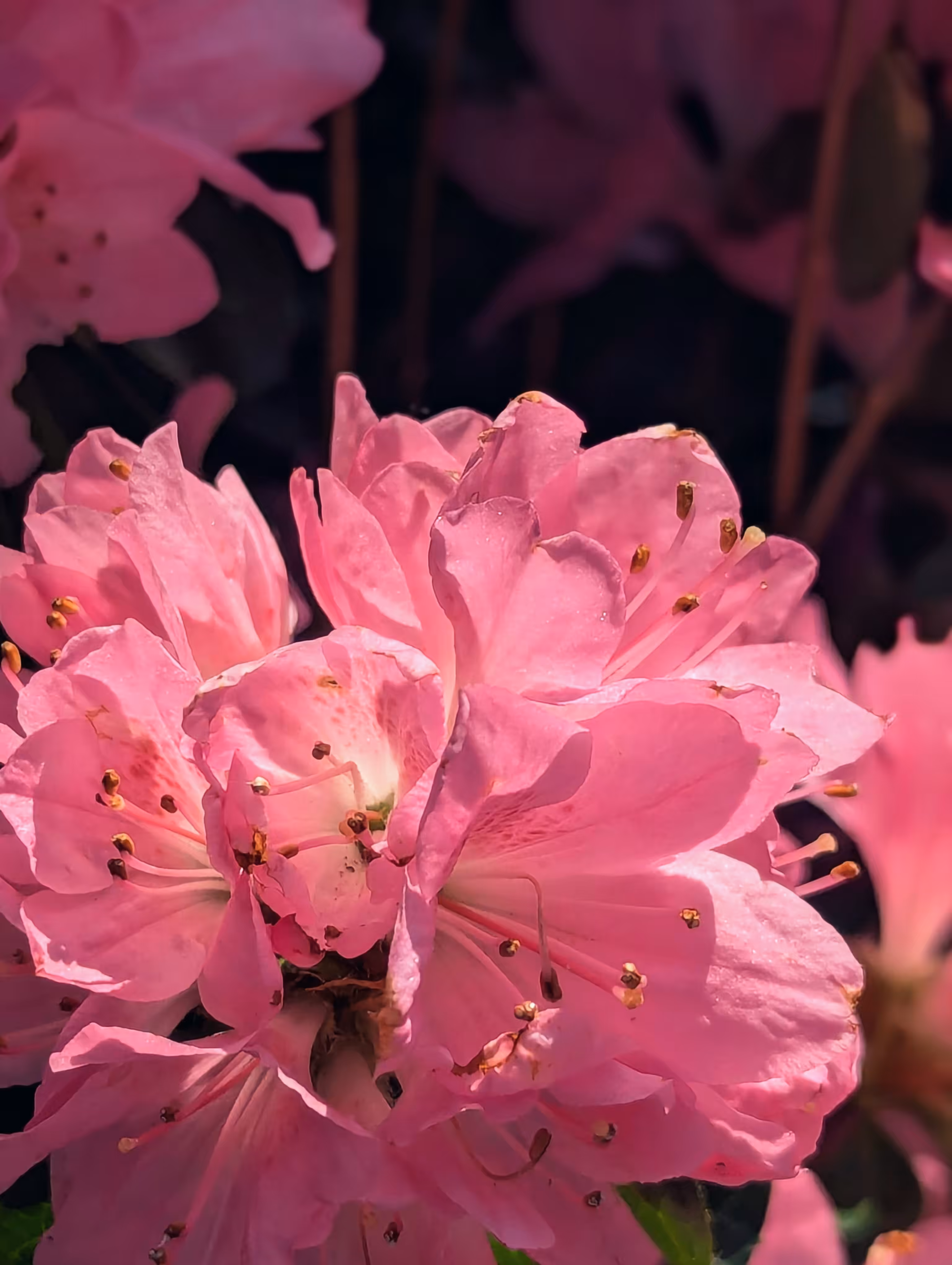 Luke_0x1 Photography : Black and Pink 