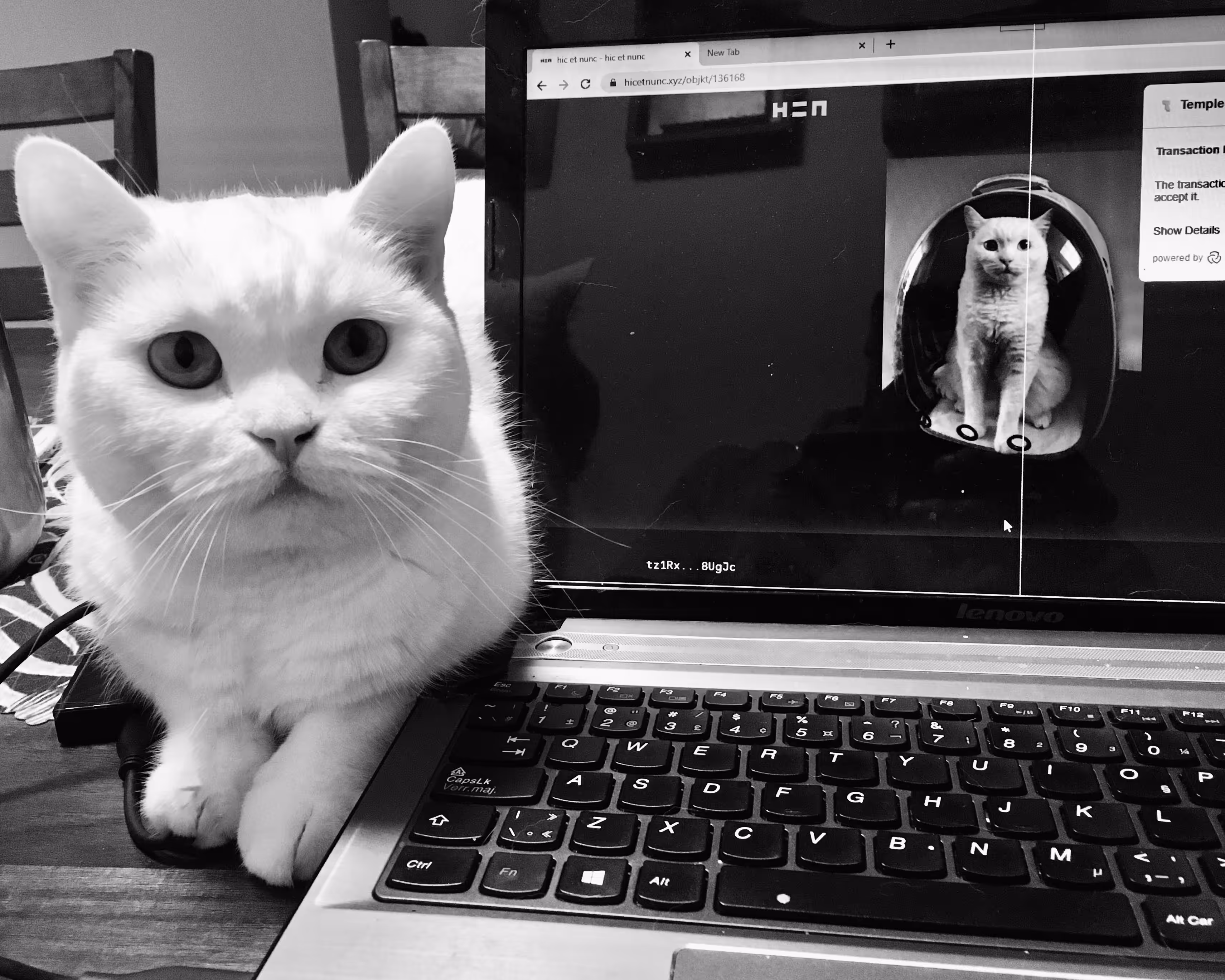 MARS CAT 02