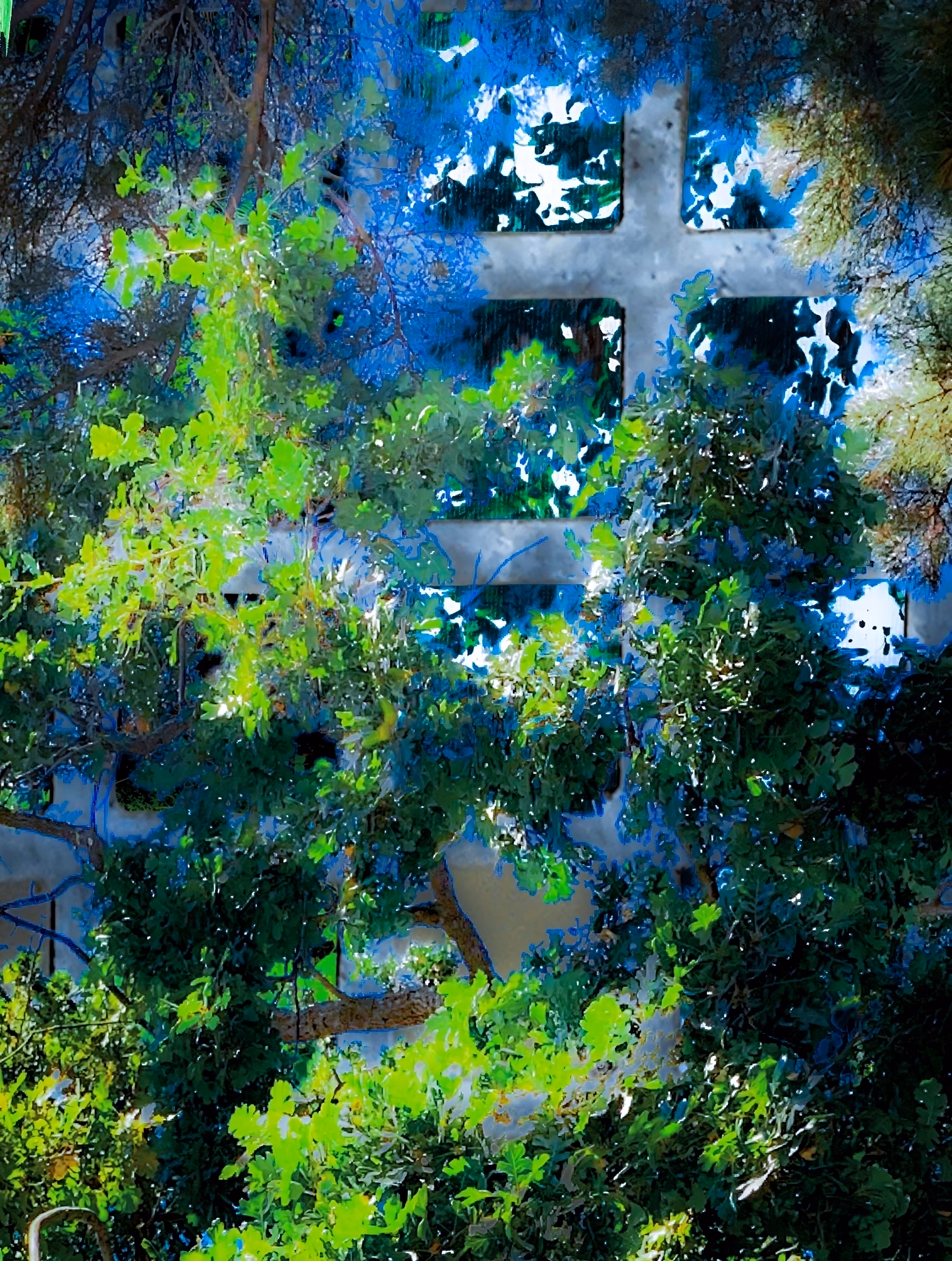Forest through the trees