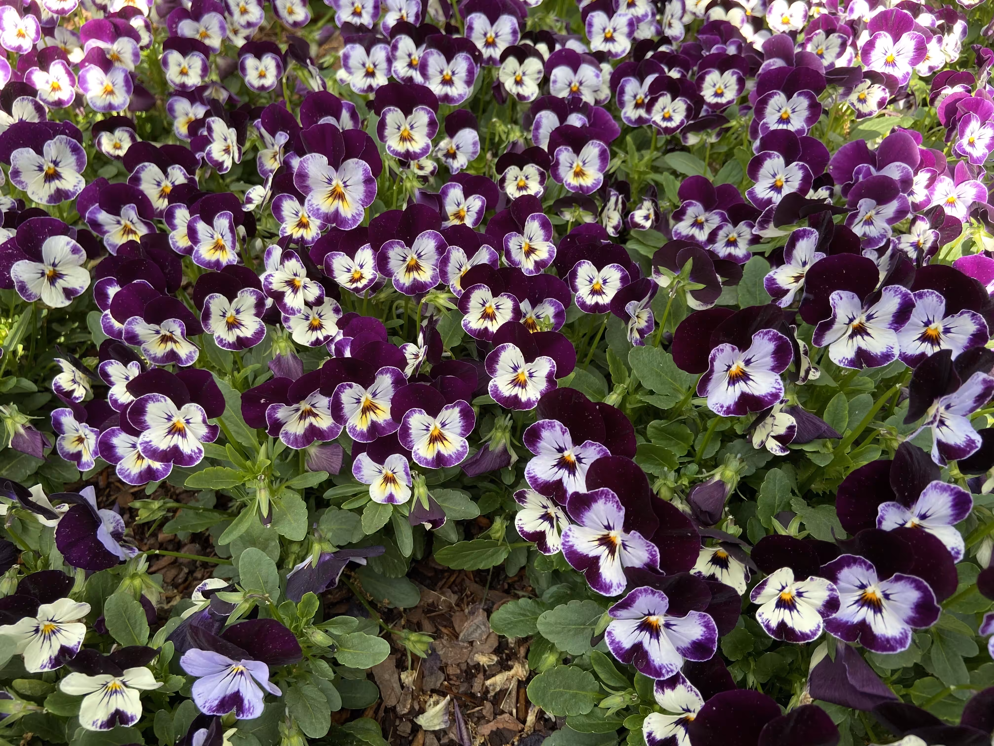 Arboretum #2
