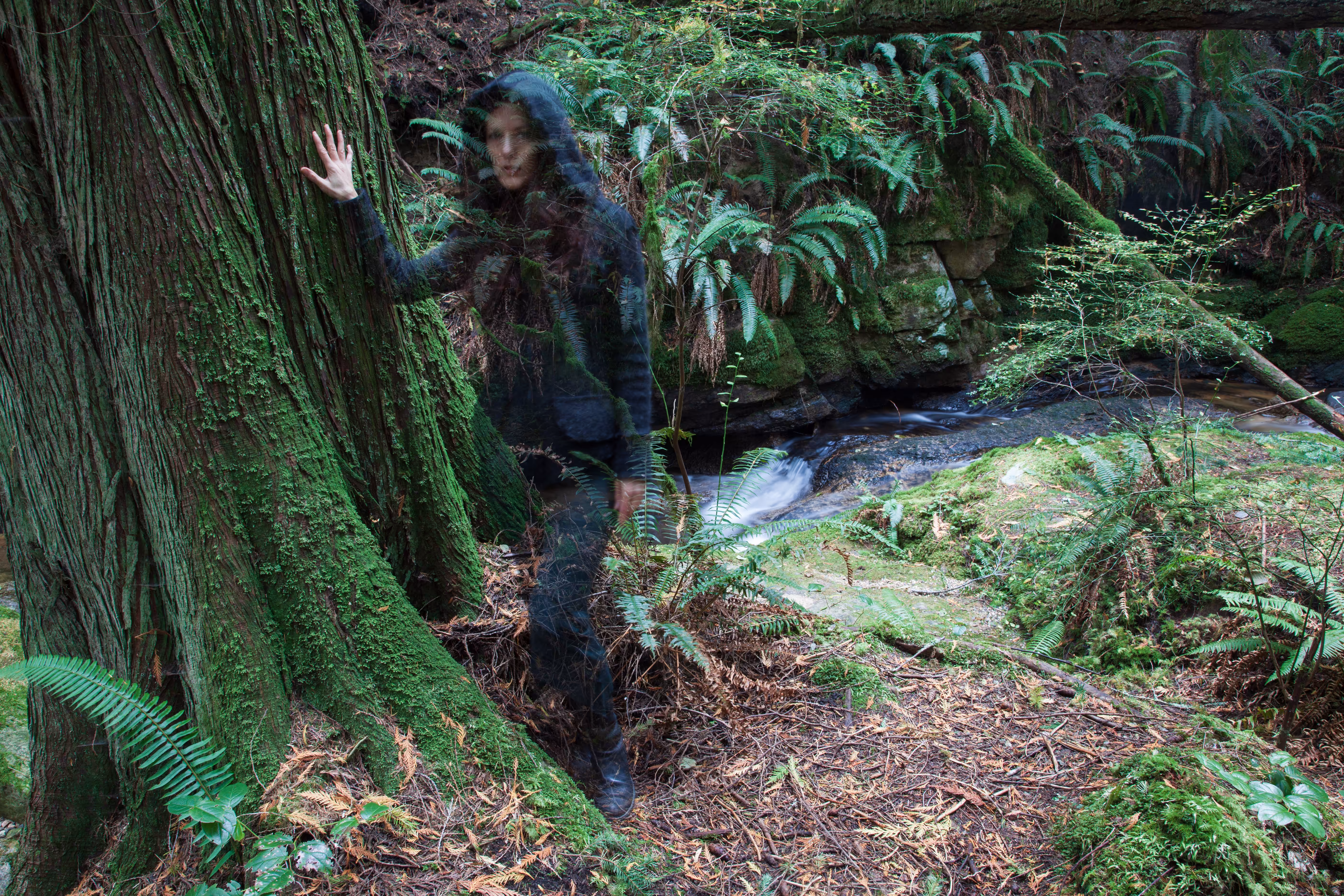 Spirit of the Forest