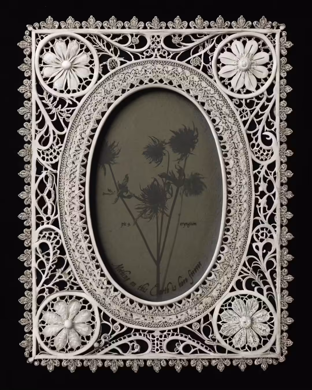 eryngium