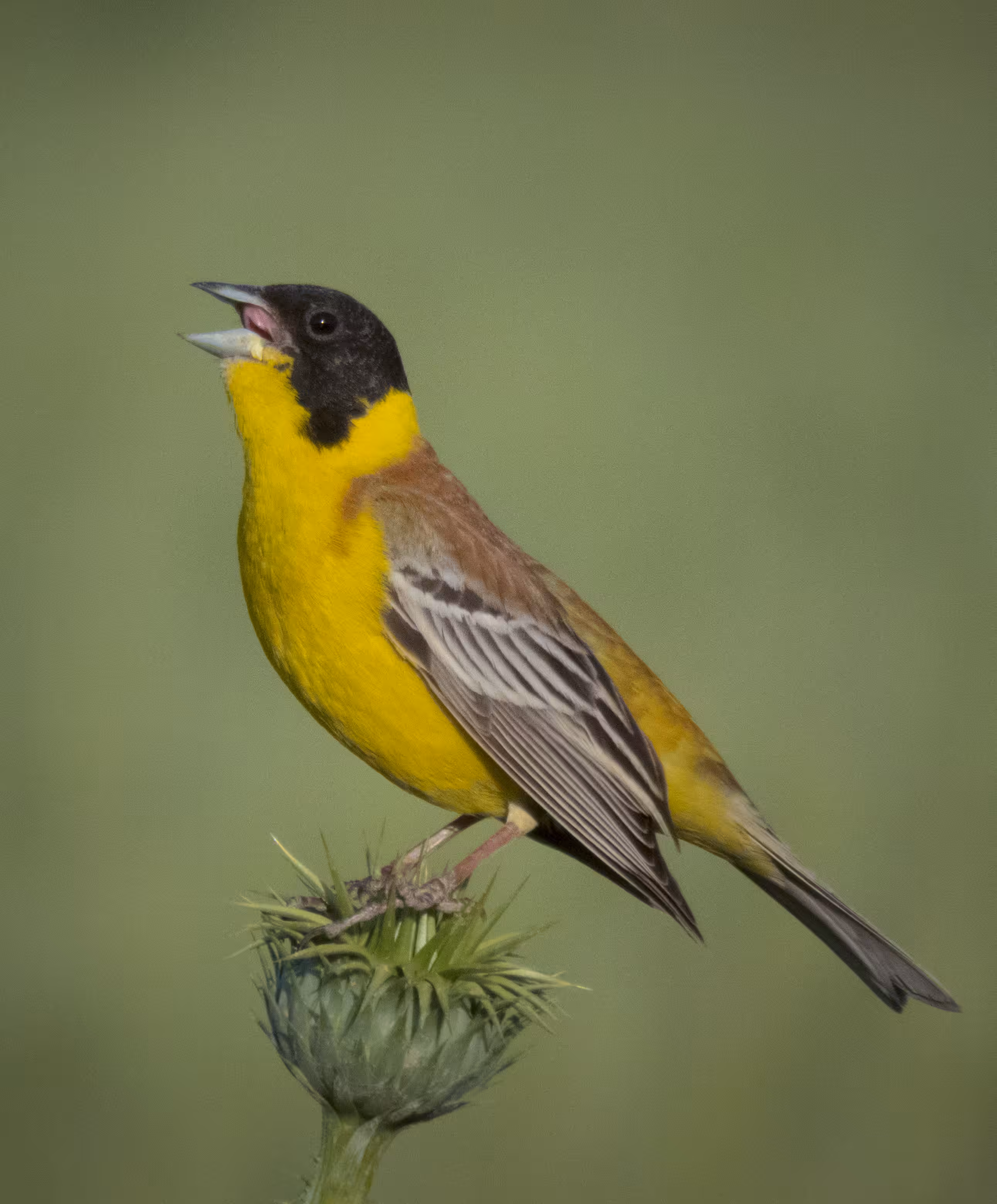 Black-headed Bunting