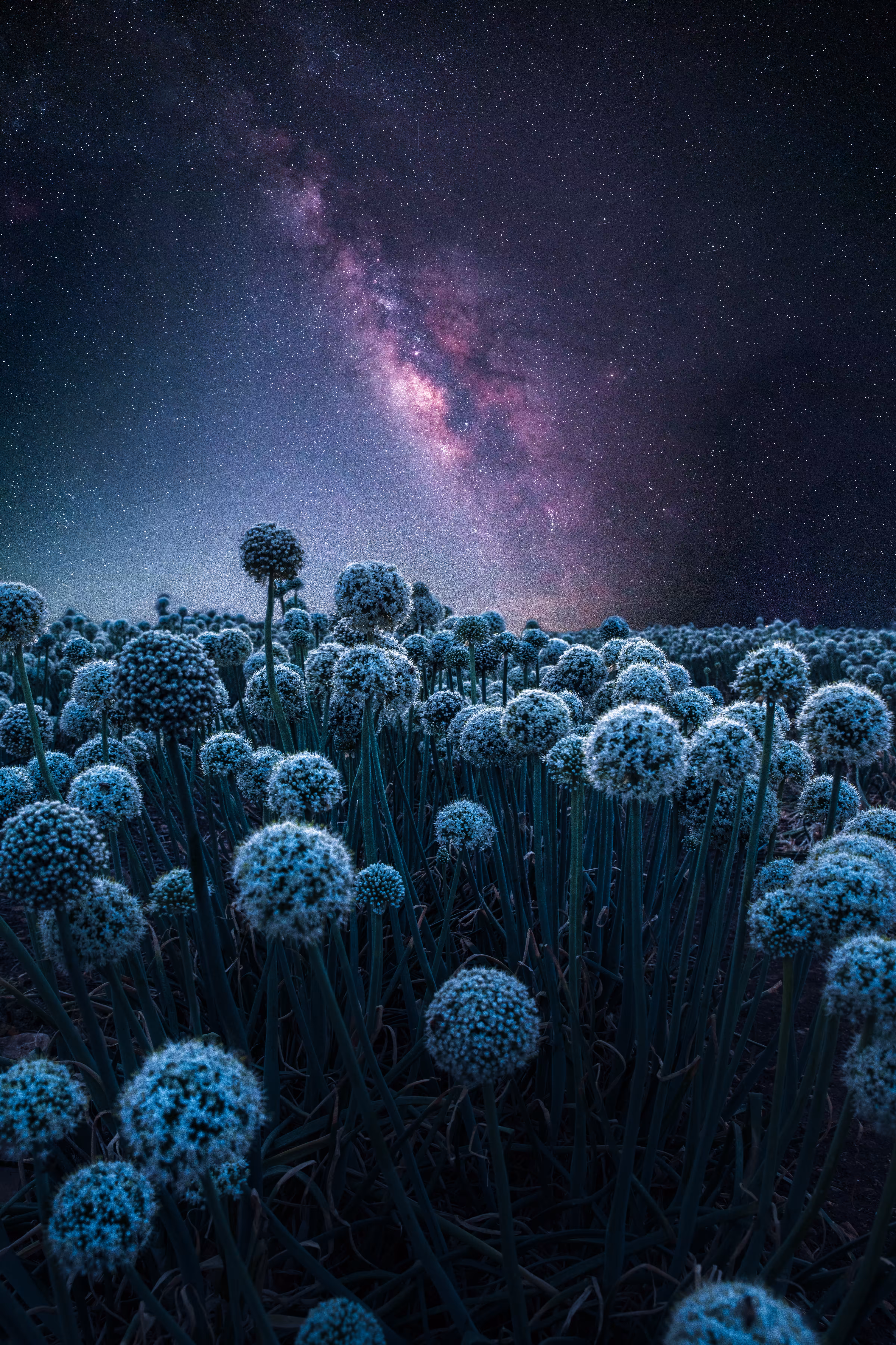 Soul Plantation