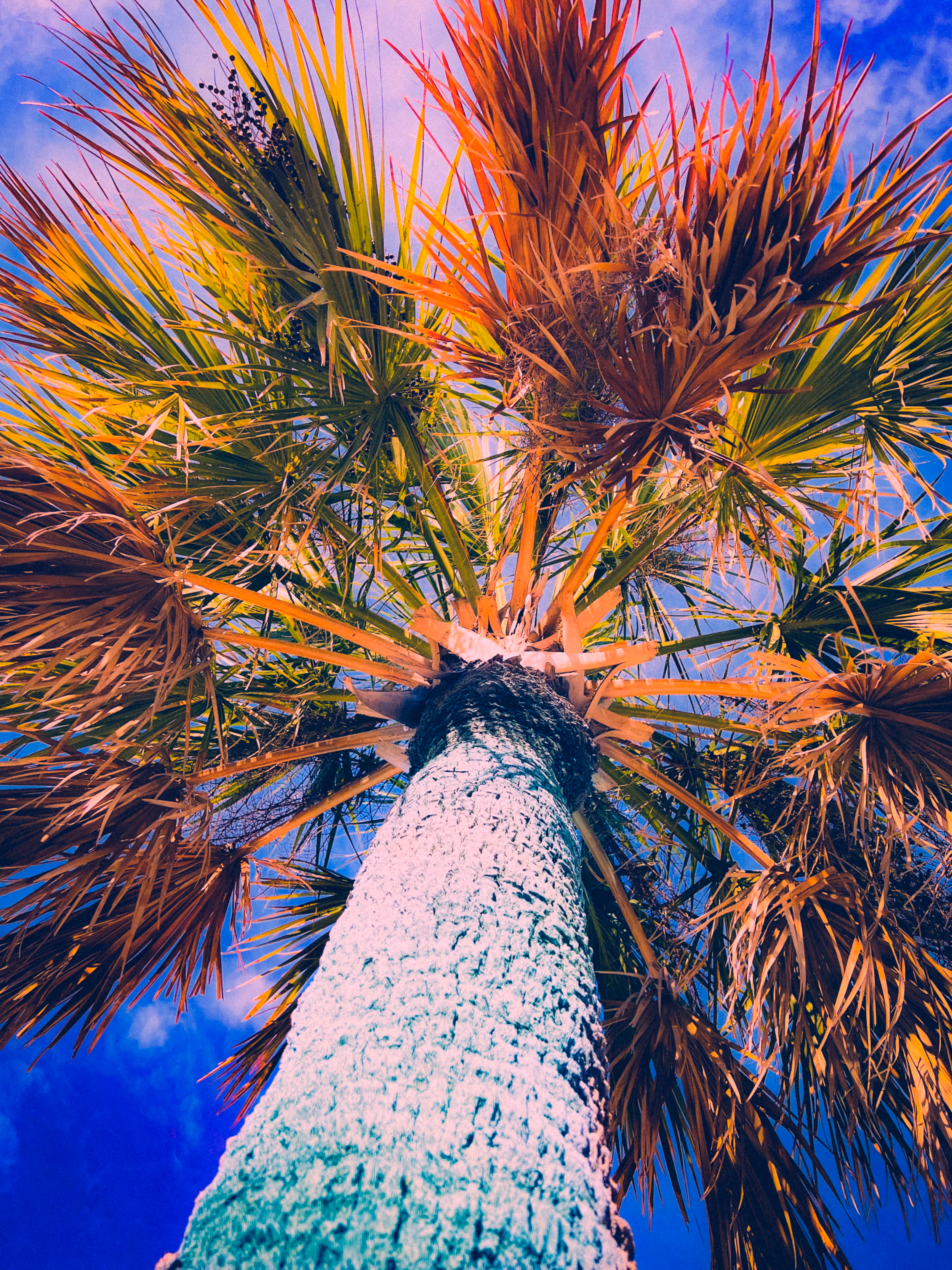 Palm 