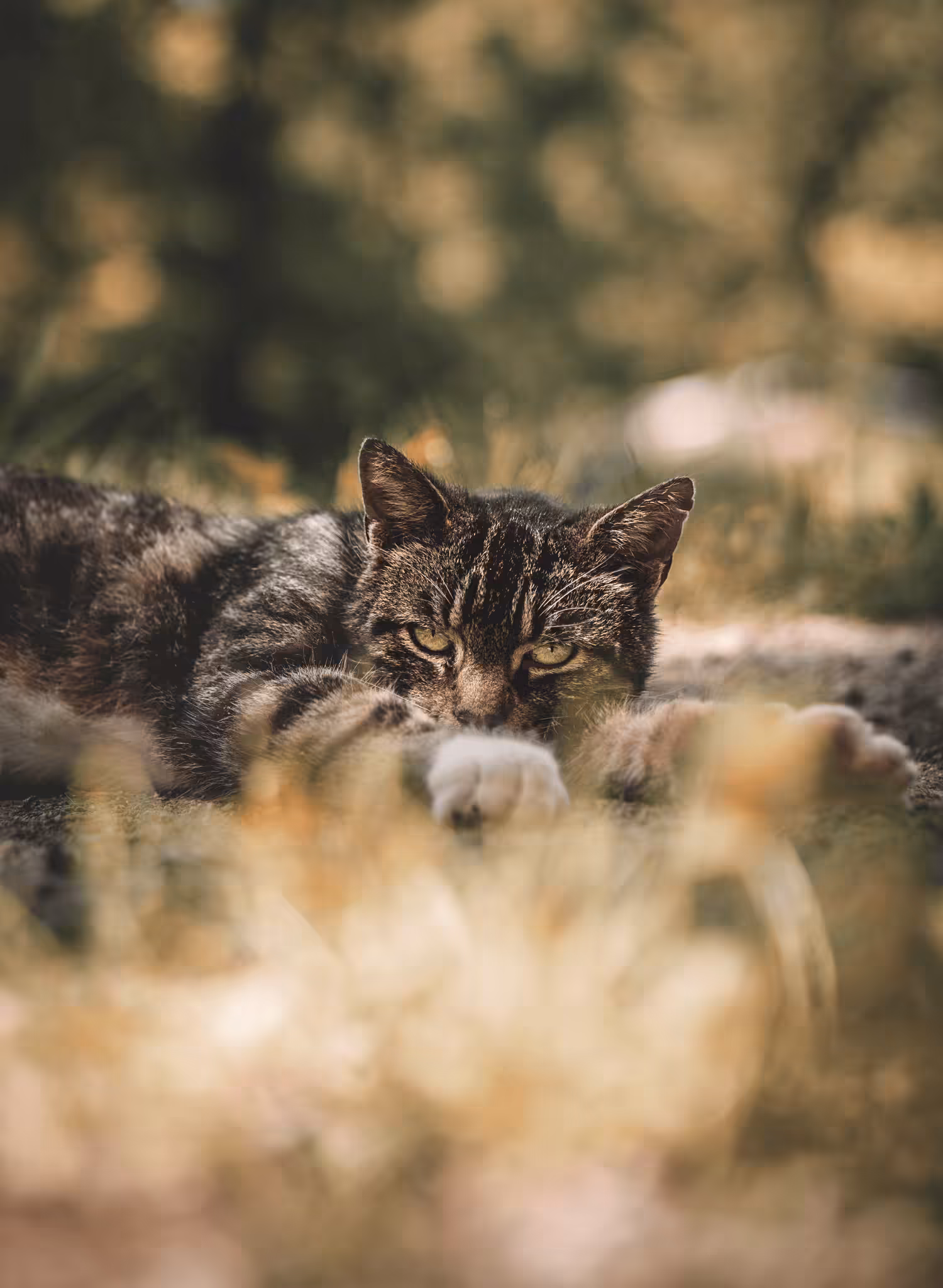 Disturbance of the King