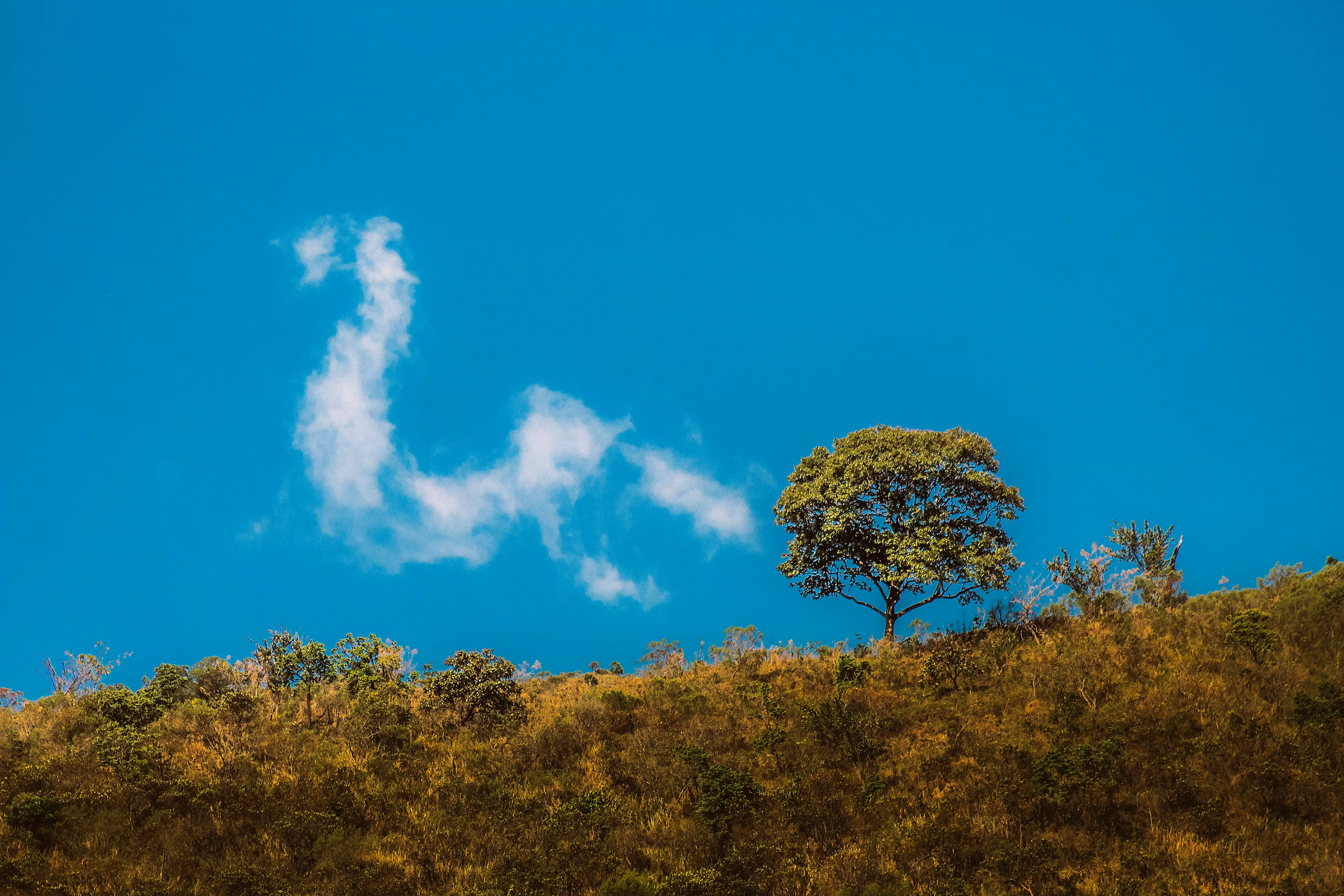 A Smoke Dragon
