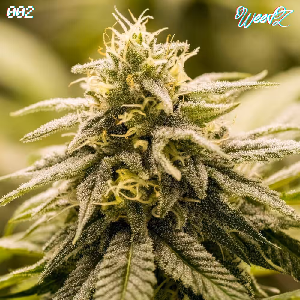 WeedZ - 002 - G13 Indica
