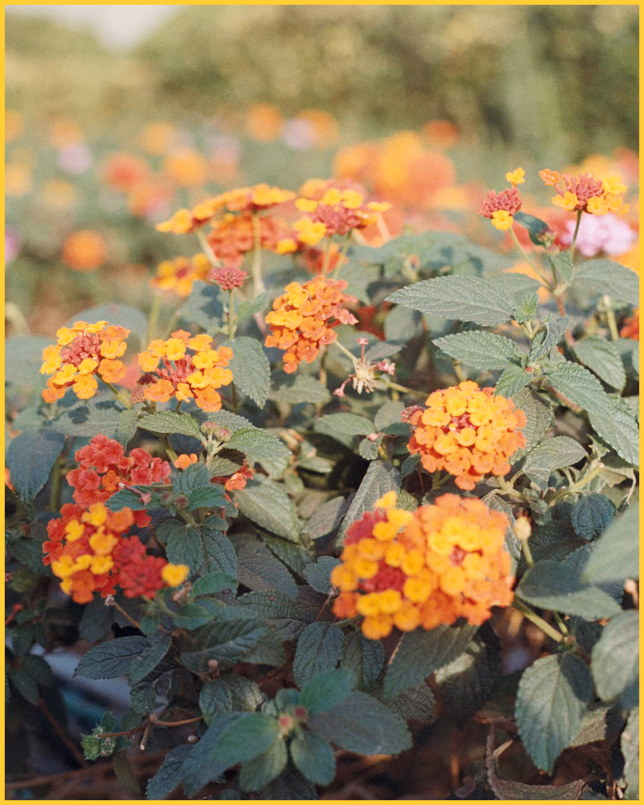 📷🌺✨🌿
