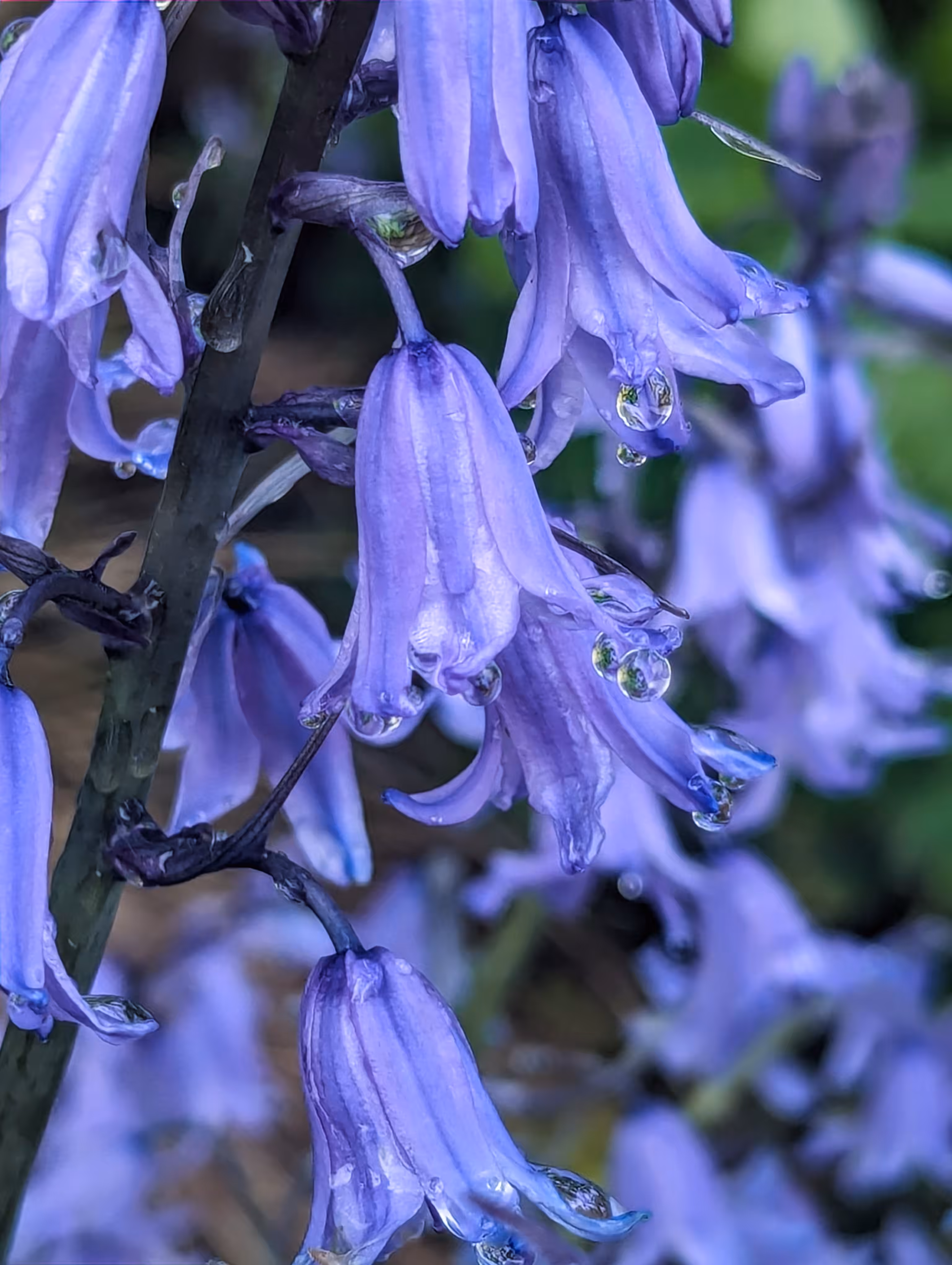 Luke_0x1 Photography : Orbs of the bluebell 
