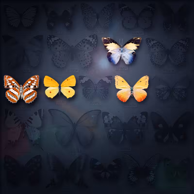 Save Butterfly World #34