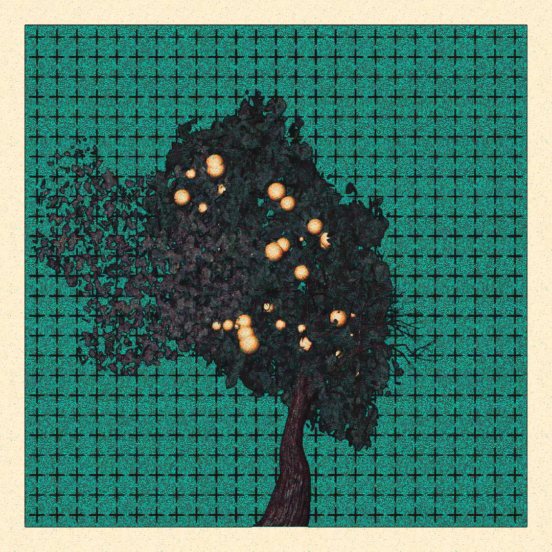 _argania[primaria] #286