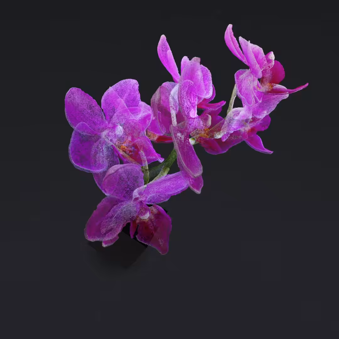 Just a flower II