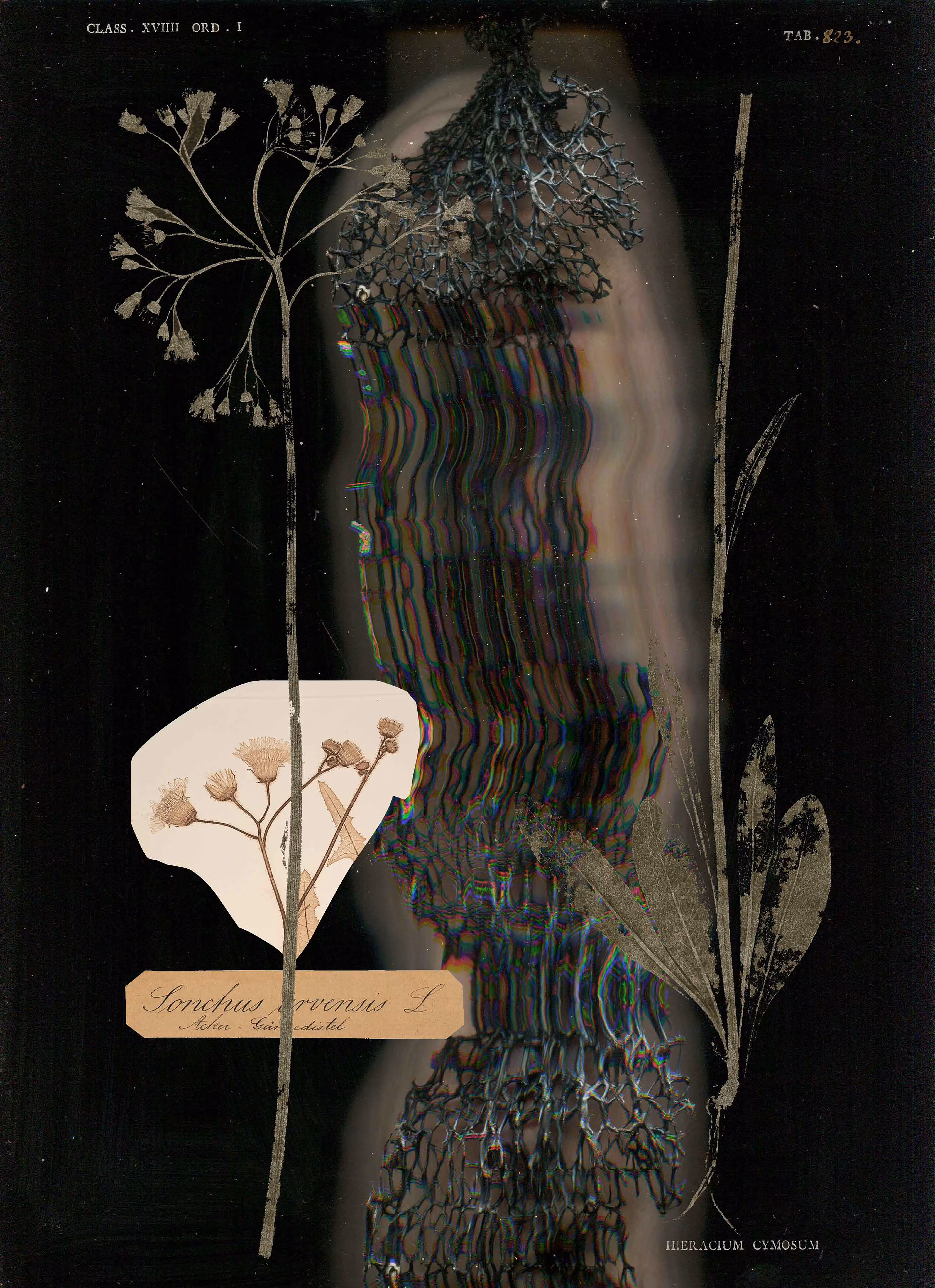 Plate 020 _ Pressed Flowers