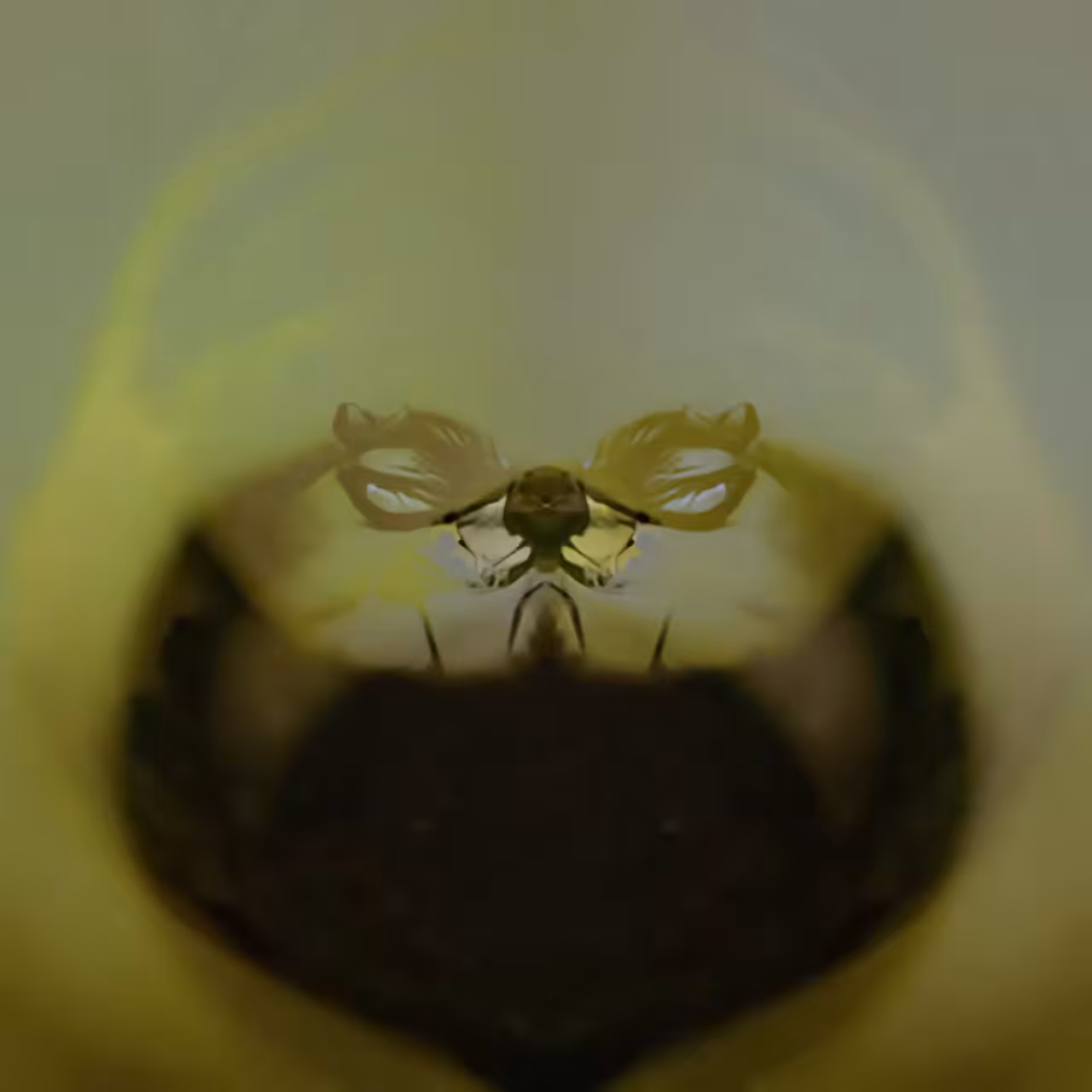 scorpioidMorphosis