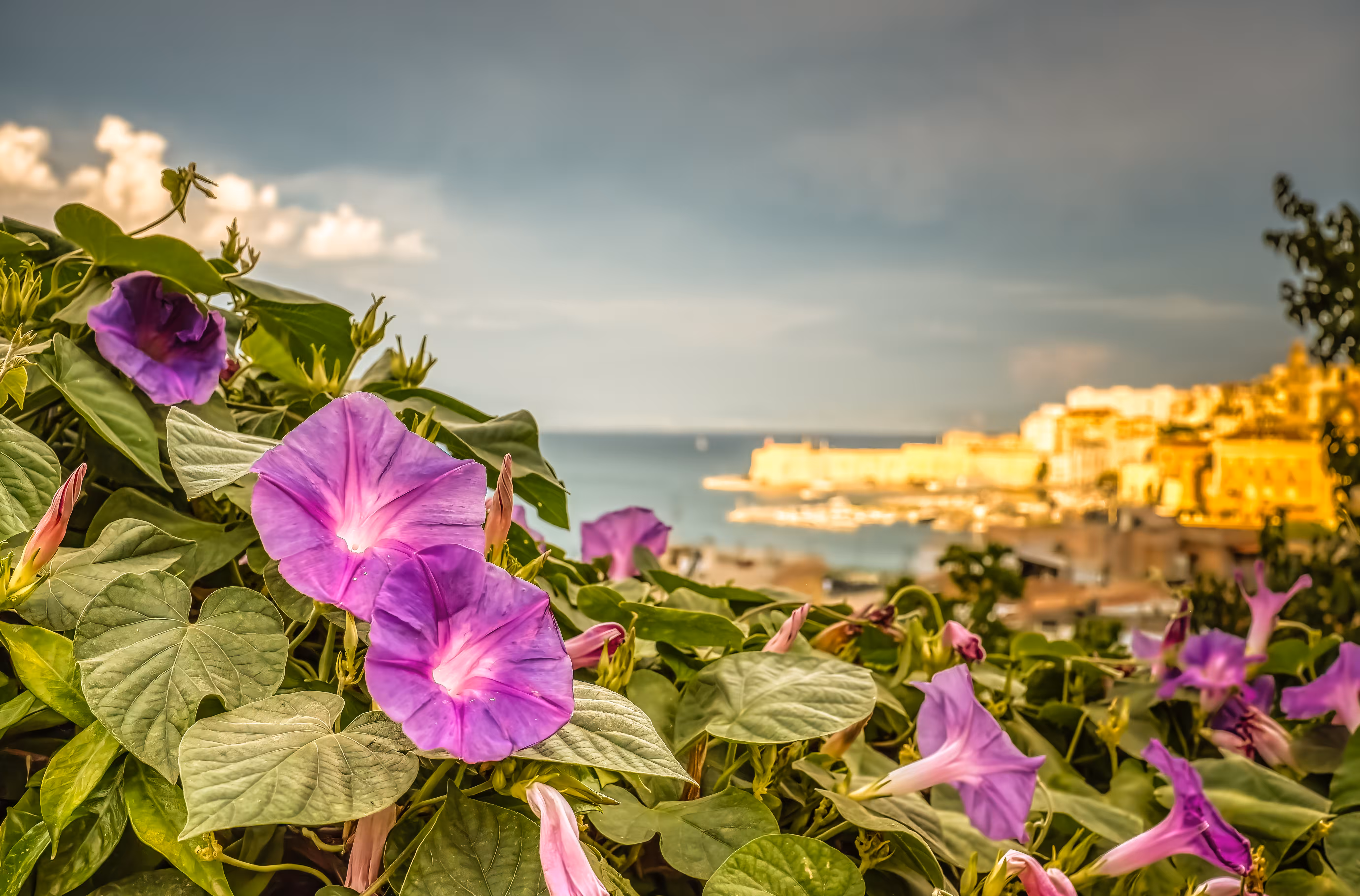 Photography for Advertising, Branding & Editorial: Gaeta – Flowers Facing the Sea