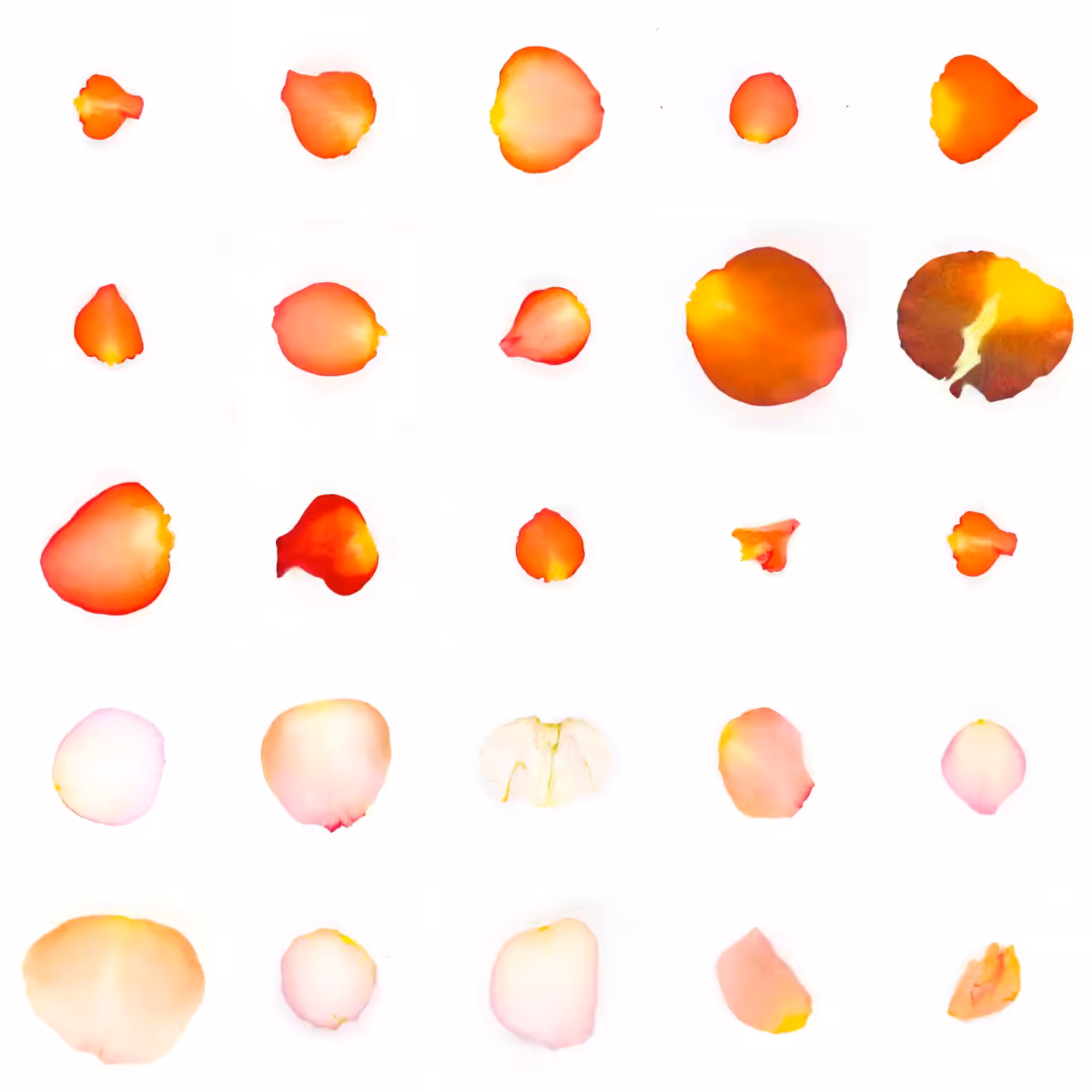 Infinite Petals 5x5#20299