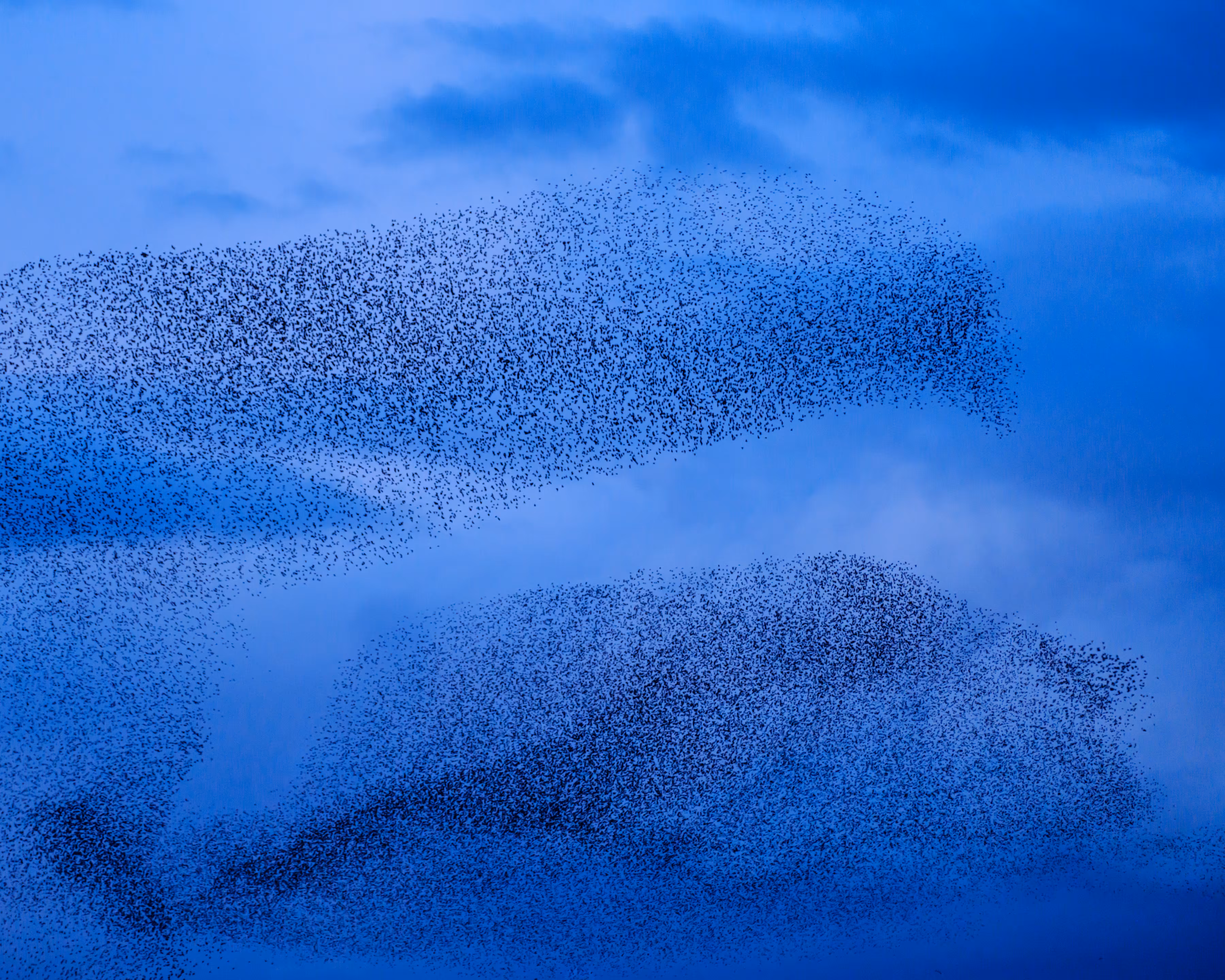 Murmuration XXV | One million starlings