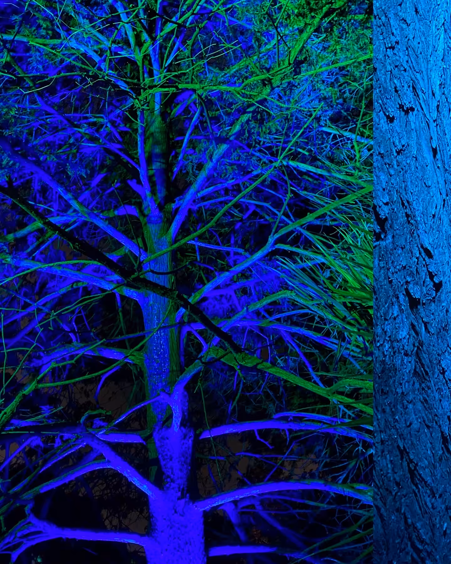 FLUORESCENCE