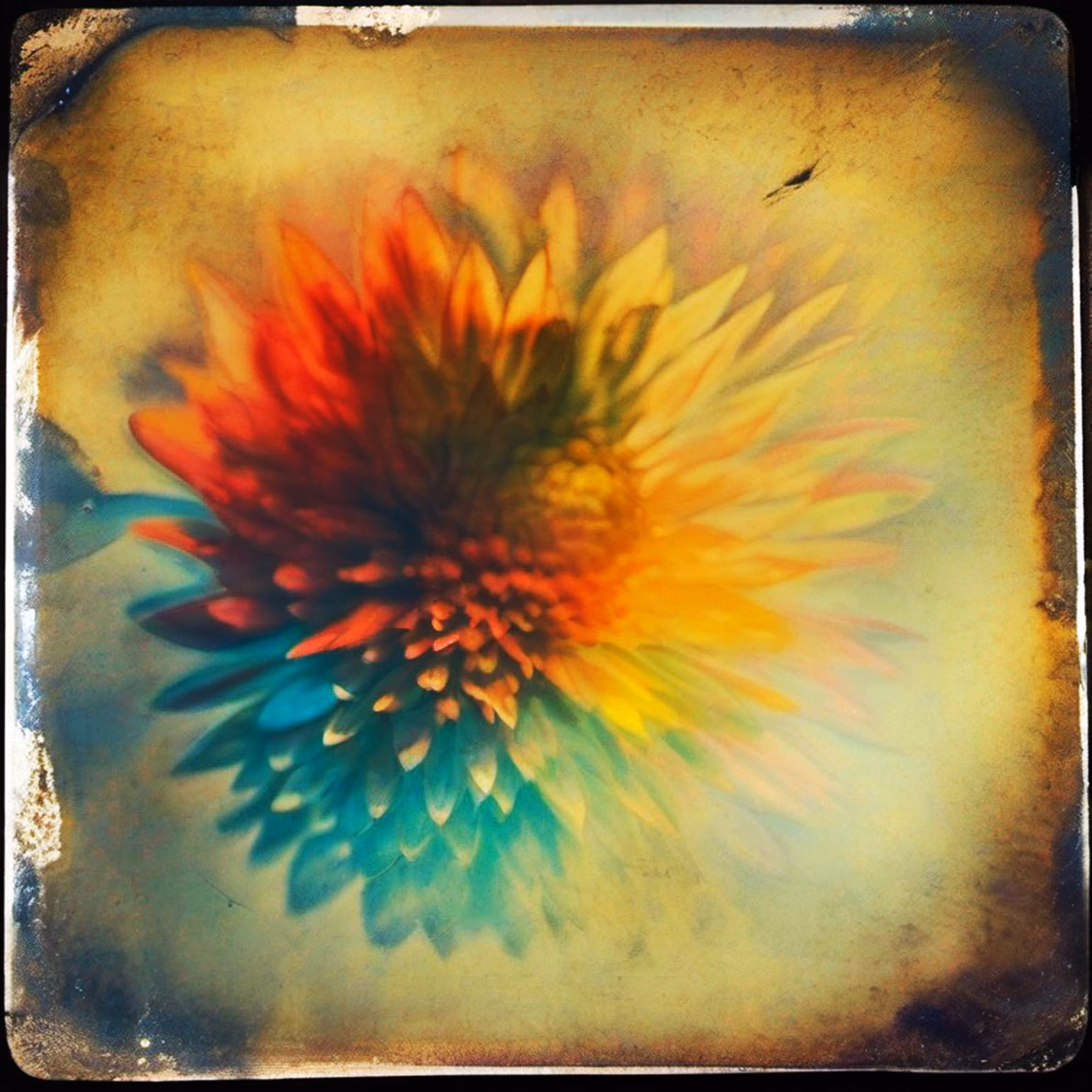 Flos (Flower)
