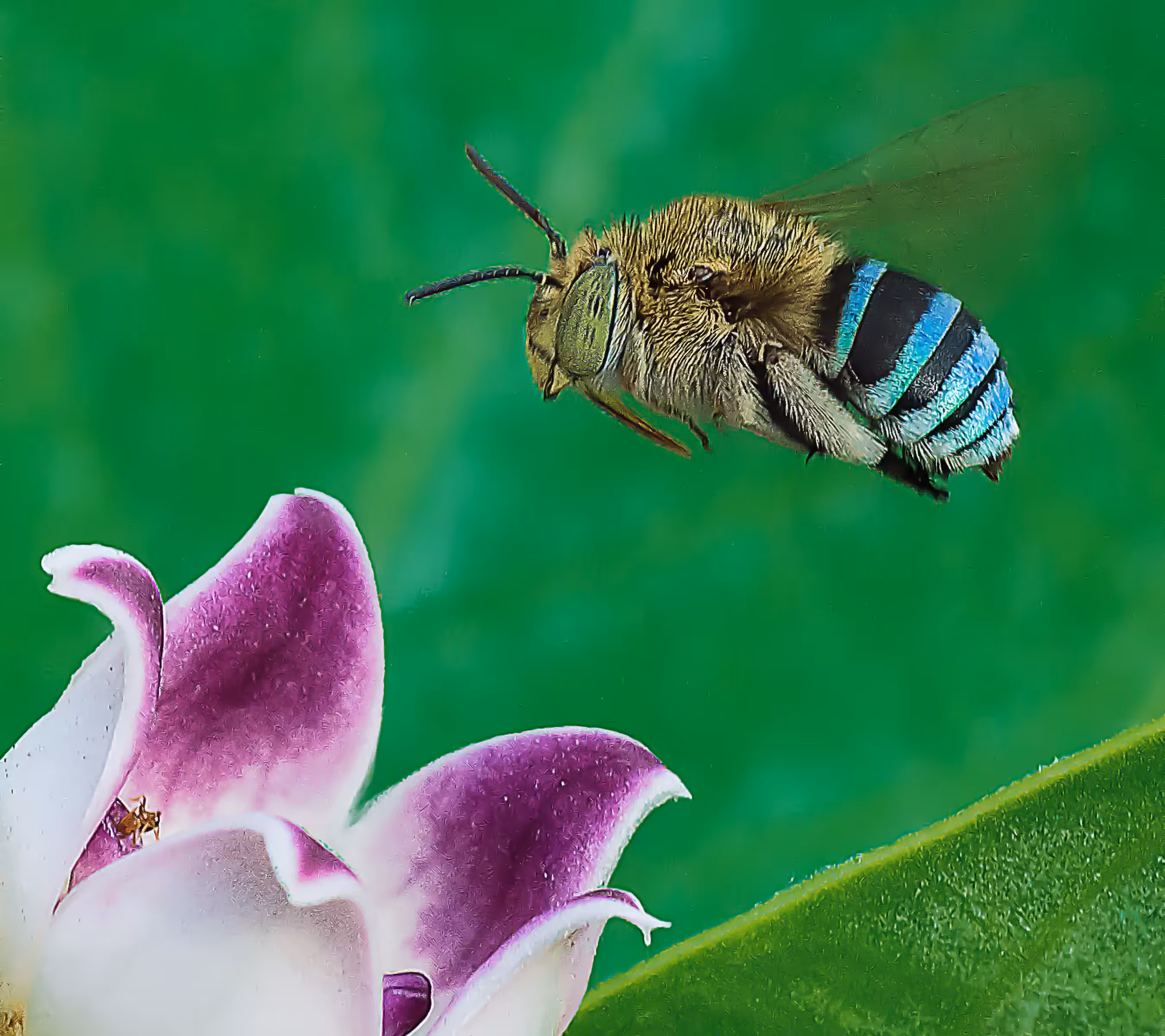 Blue Banded Bee