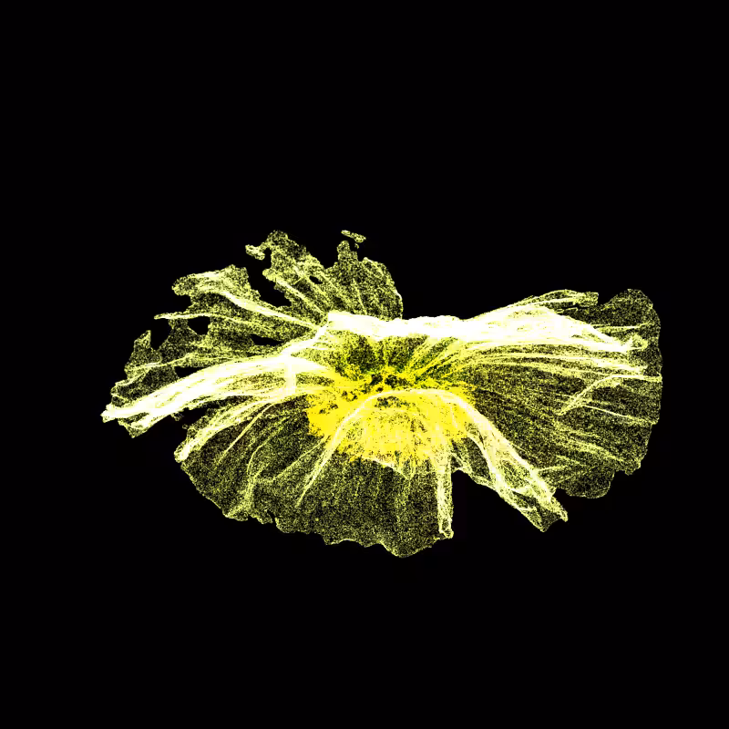 White Poppy 30 #38