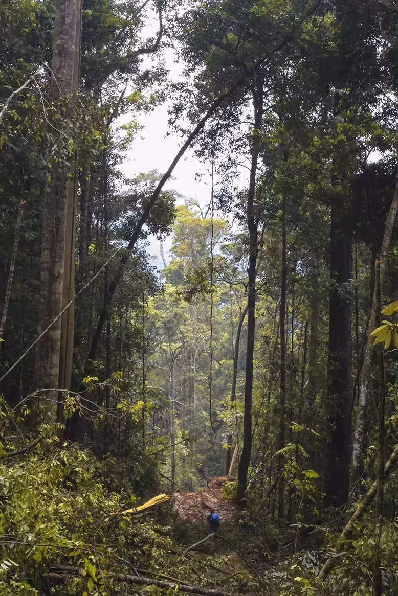 The Man and Nature : Deforestation