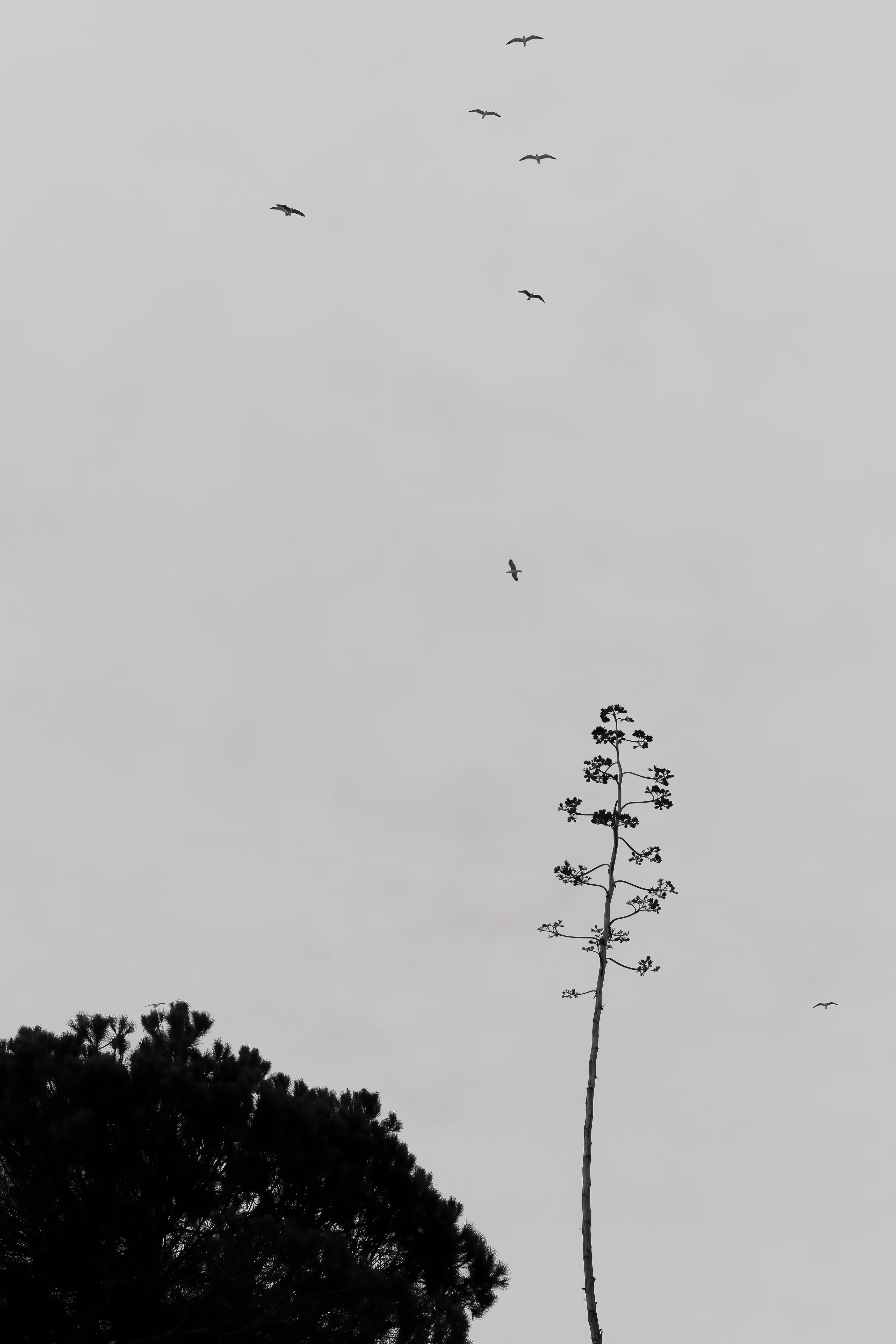 Fly me to the Moon