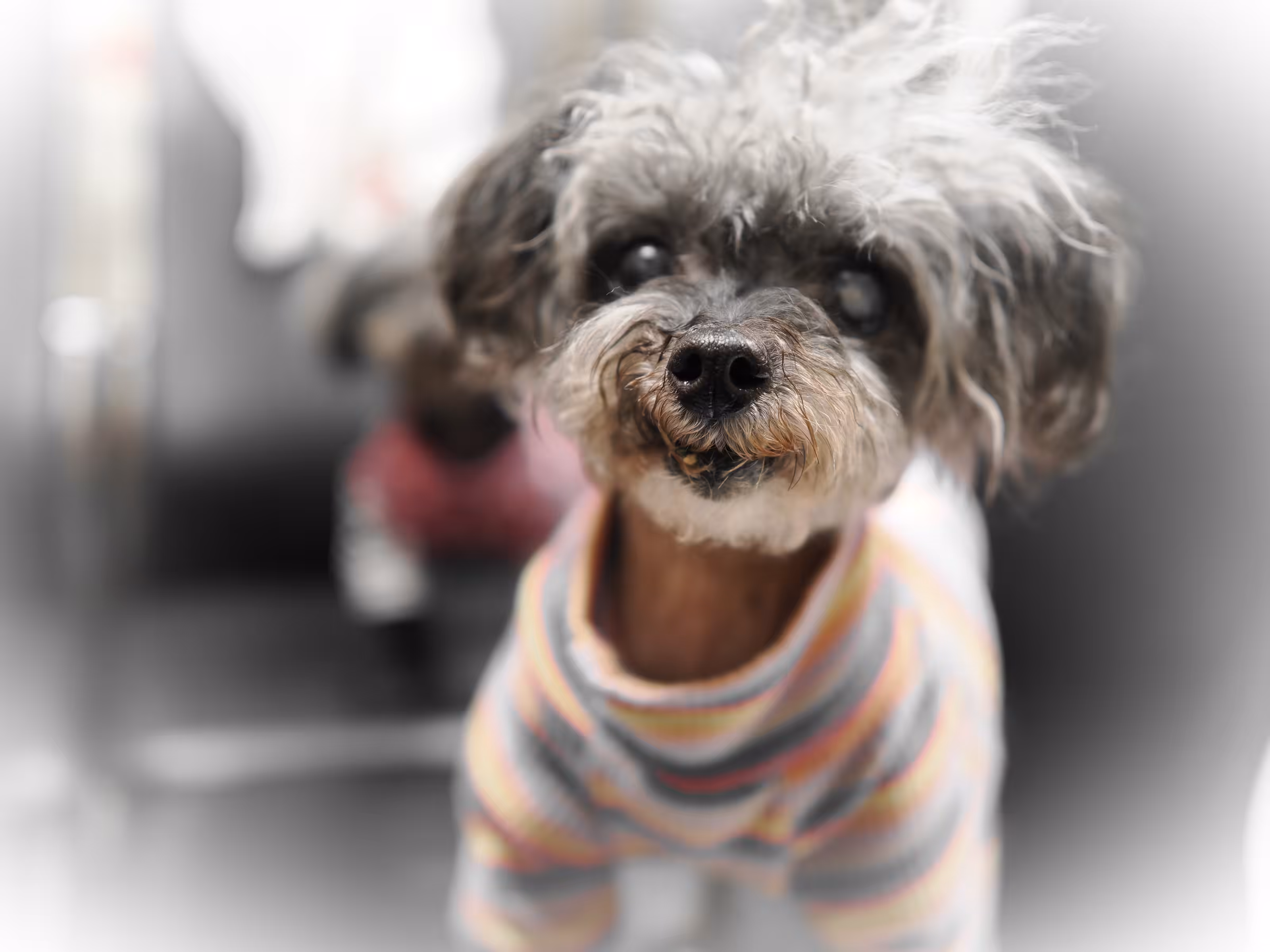 Kuma