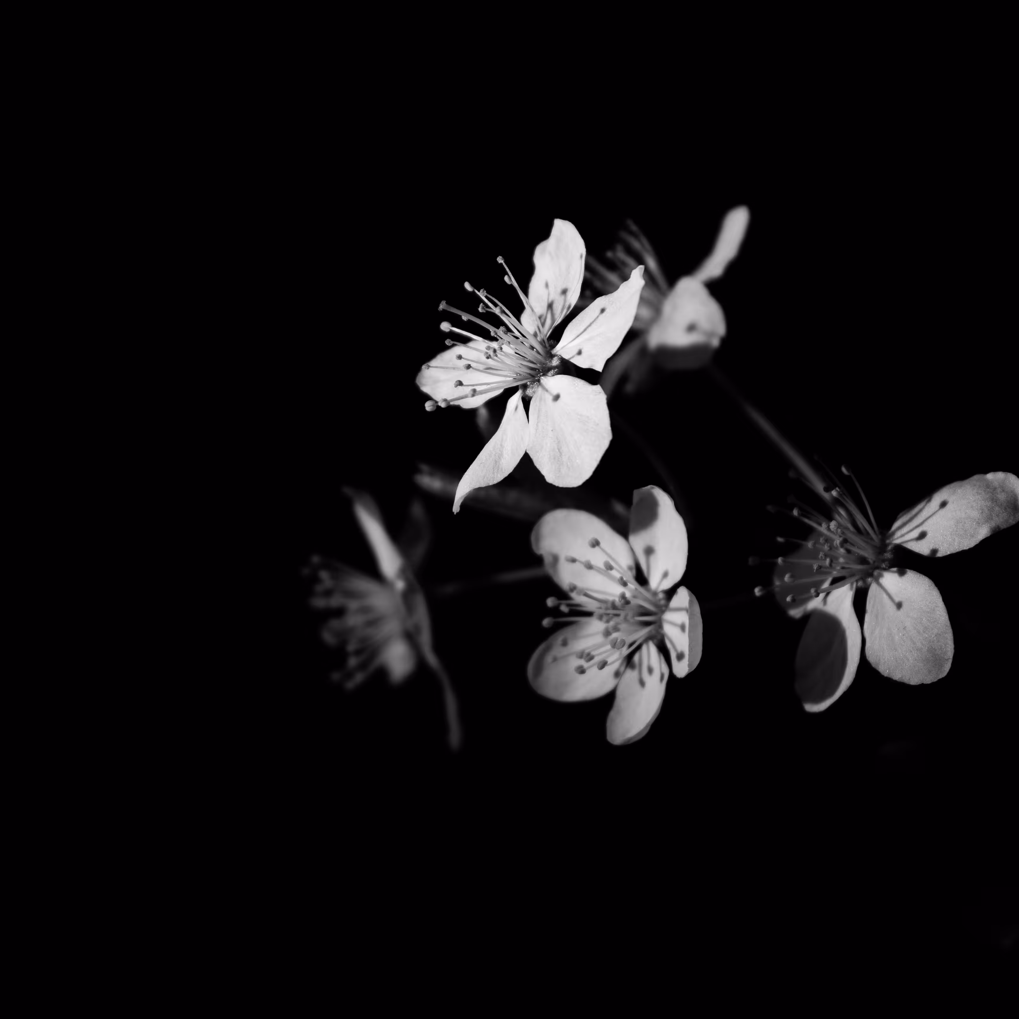 Isn't Life Delicate?