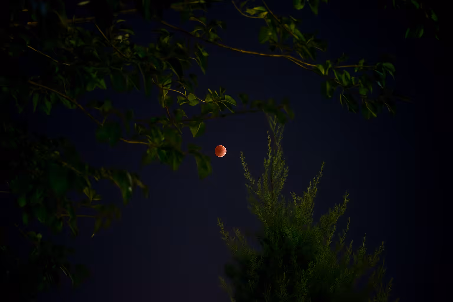 Eye of the Night