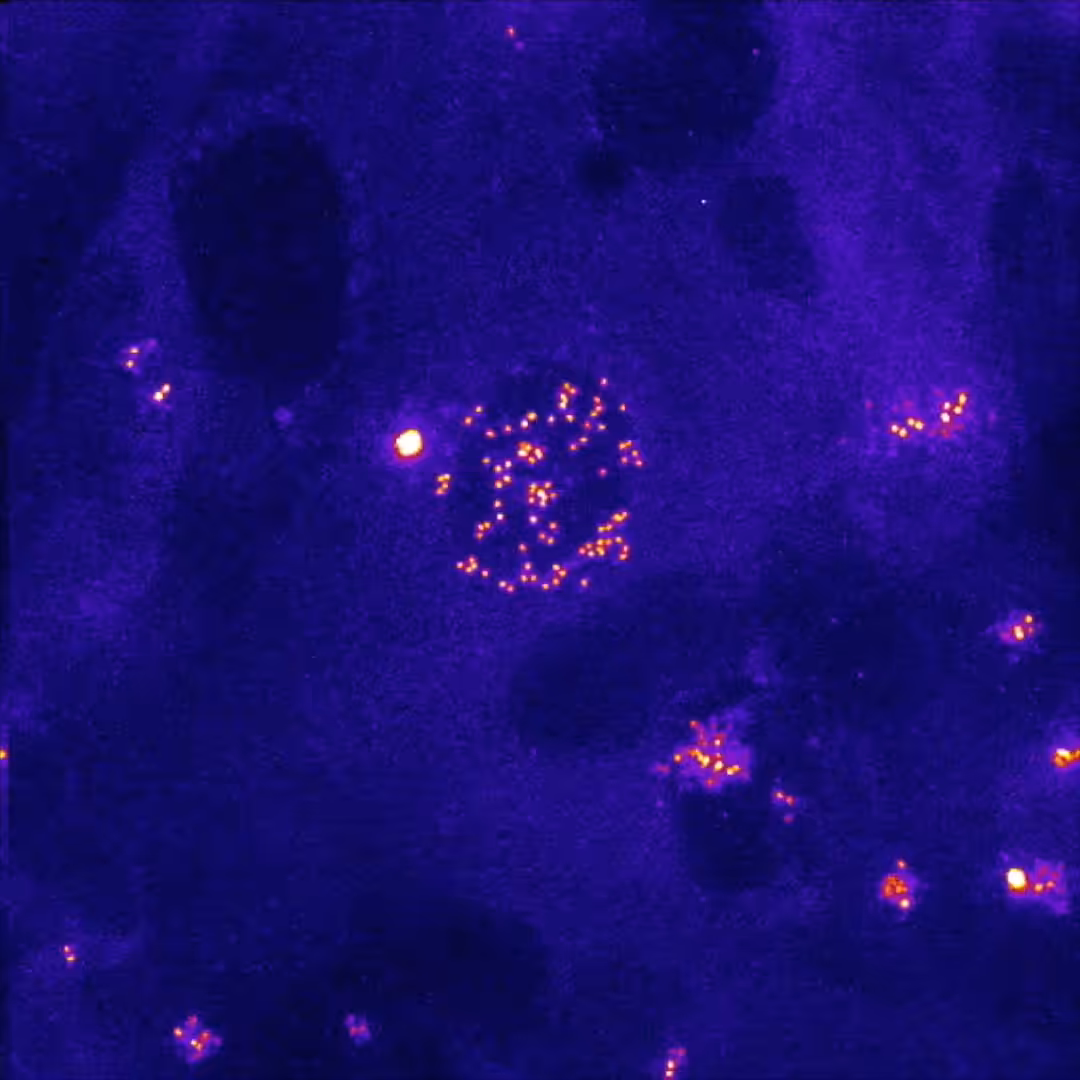 {Centriole} #3